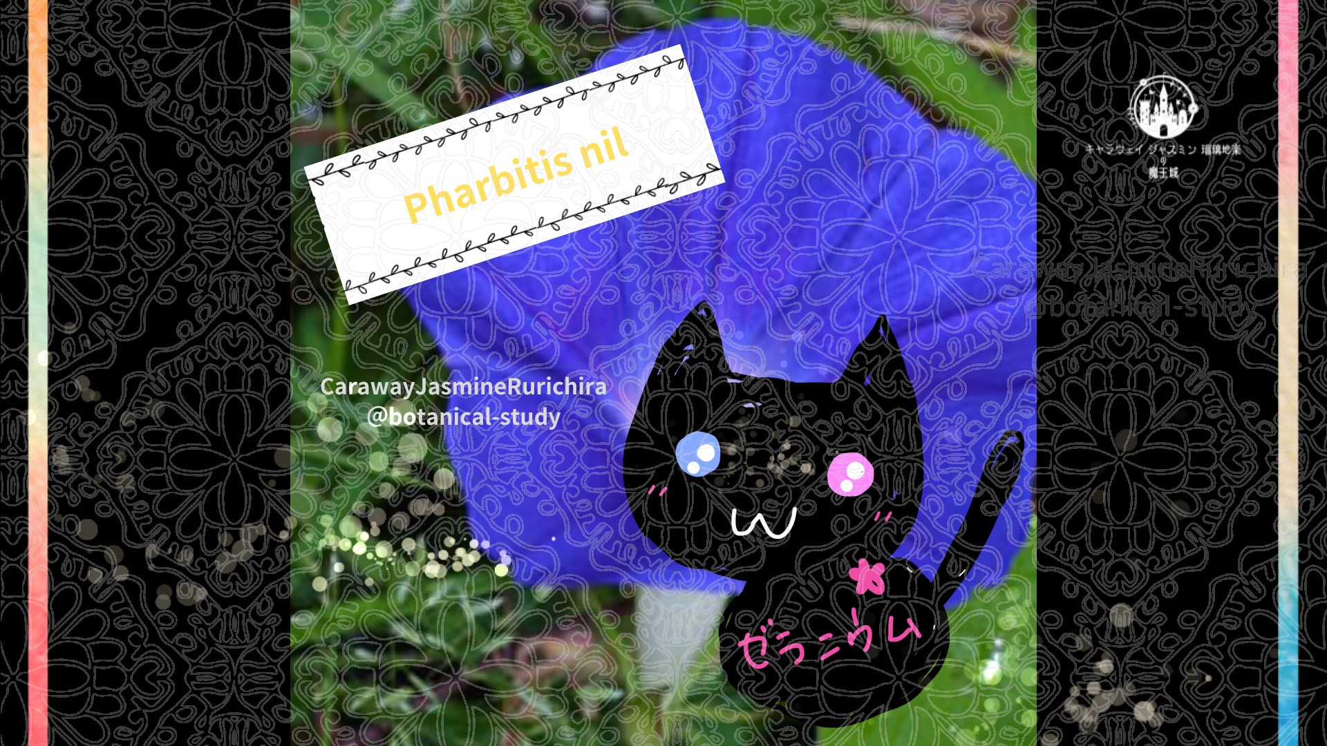 今日の誕生花A　7.6