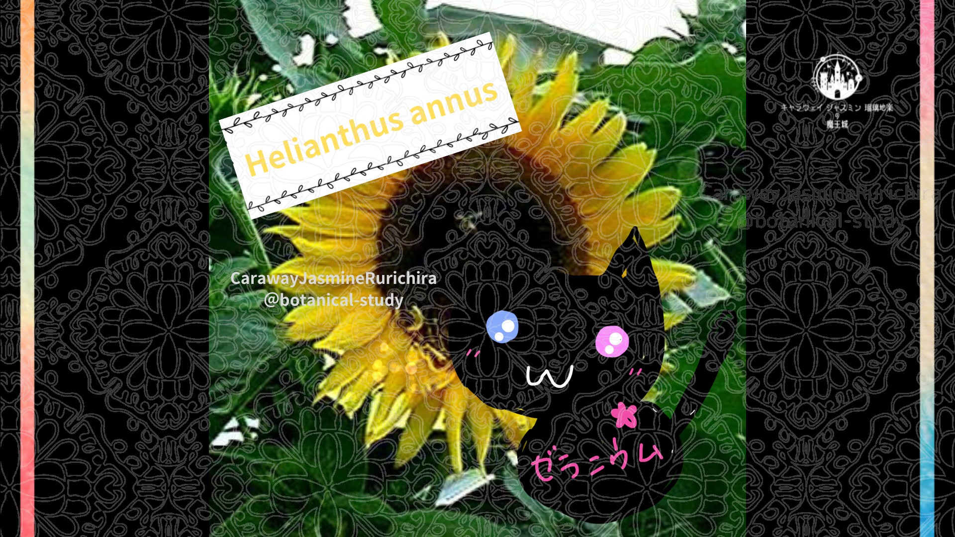 「」8月2日とCジャスミン瑠璃地楽の今日の誕生花@botanical-study