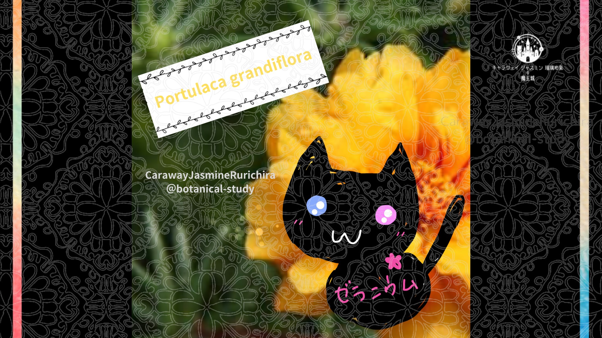 今日の誕生花A　8.3