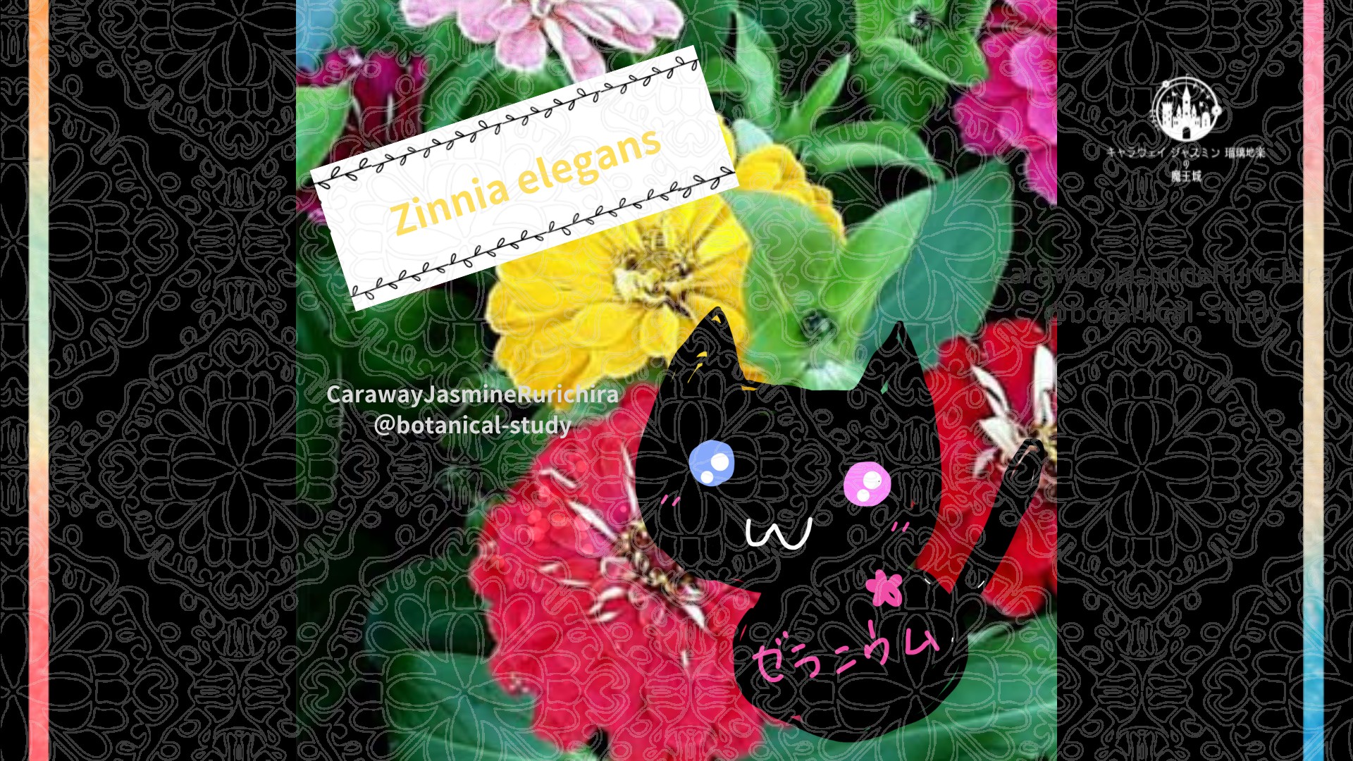「ジニア」8月6日とCジャスミン瑠璃地楽の今日の誕生花＠botanical-study