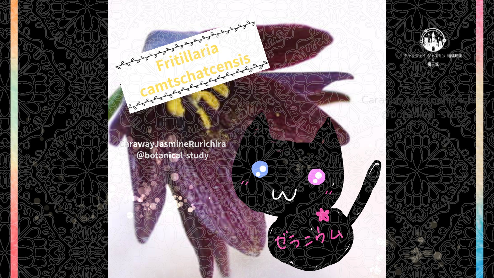 「クロユリ」8月12日とCジャスミン瑠璃地楽の今日の誕生花＠botanical-study