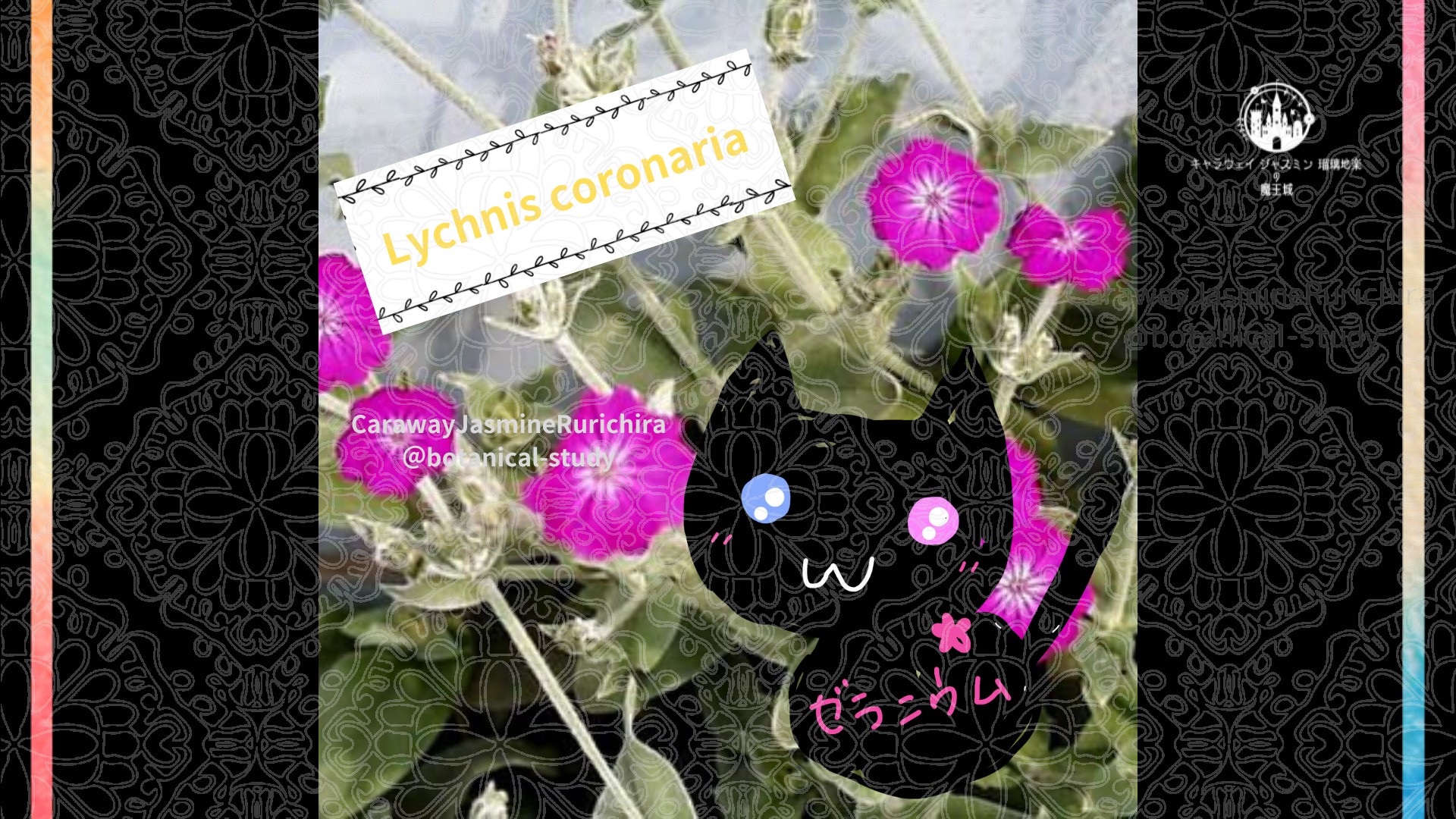 今日の誕生花A　8.19