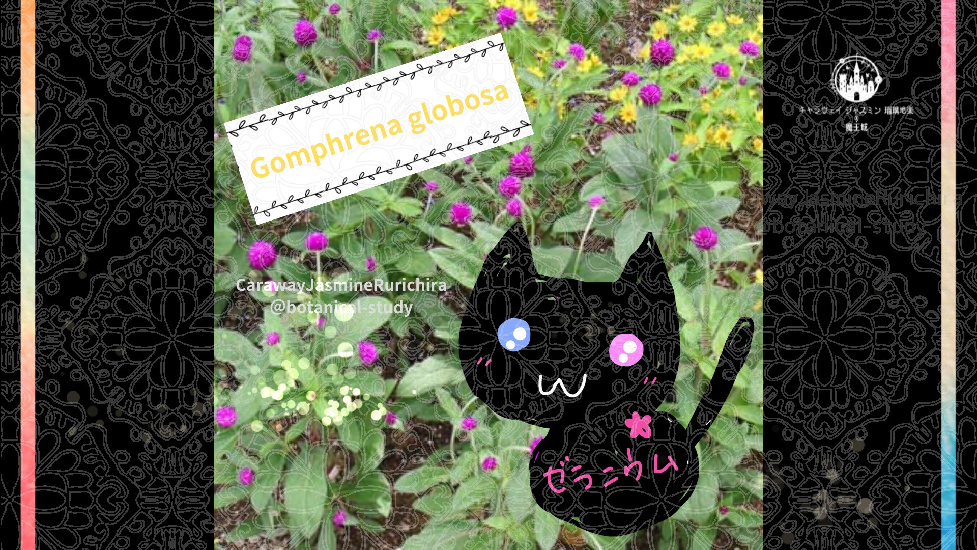 「センニチコウ」8月14日とCジャスミン瑠璃地楽の今日の誕生花＠botanical-study