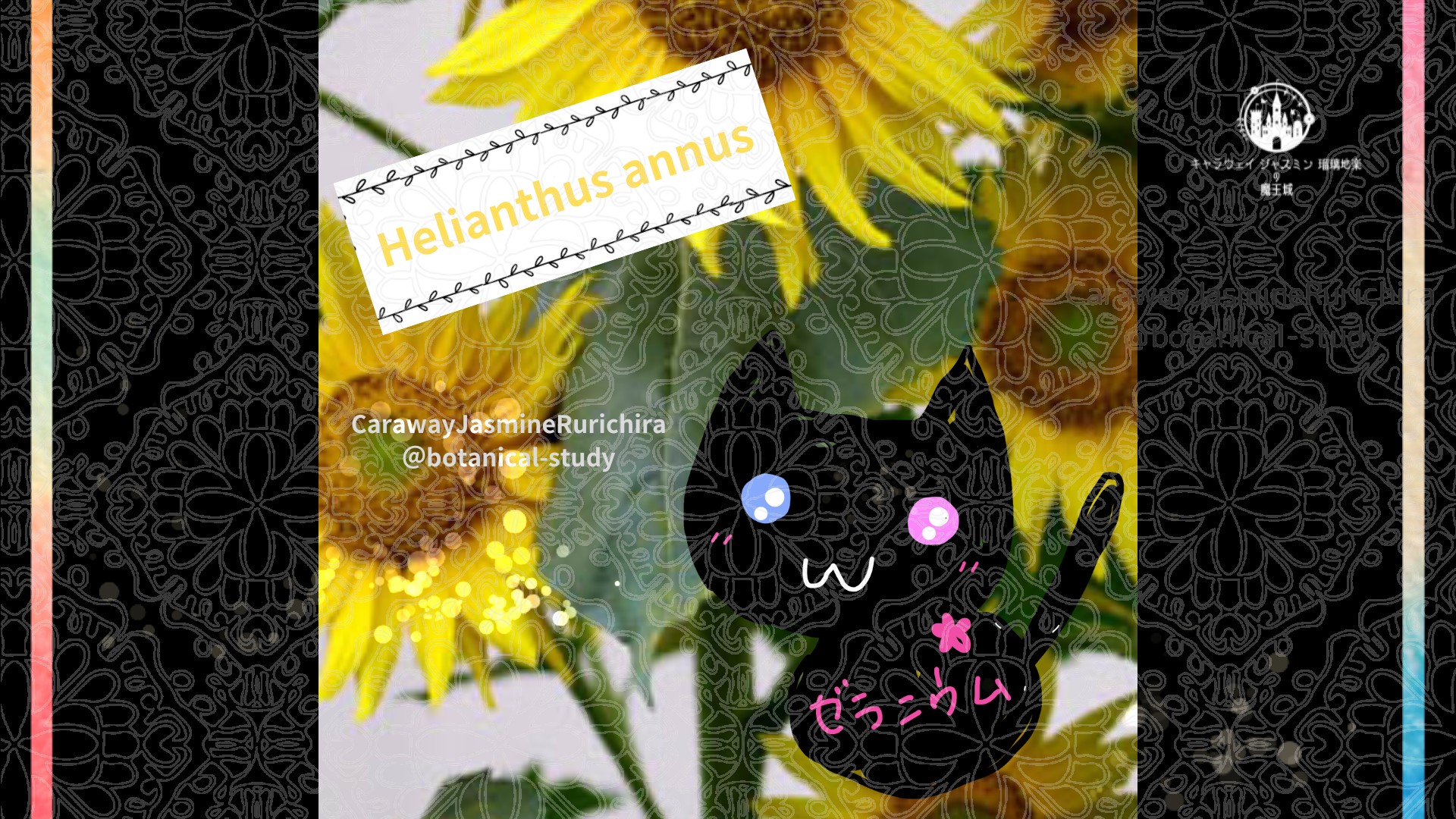 「ヒマワリ」8月15日とCジャスミン瑠璃地楽の今日の誕生花＠botanical-study
