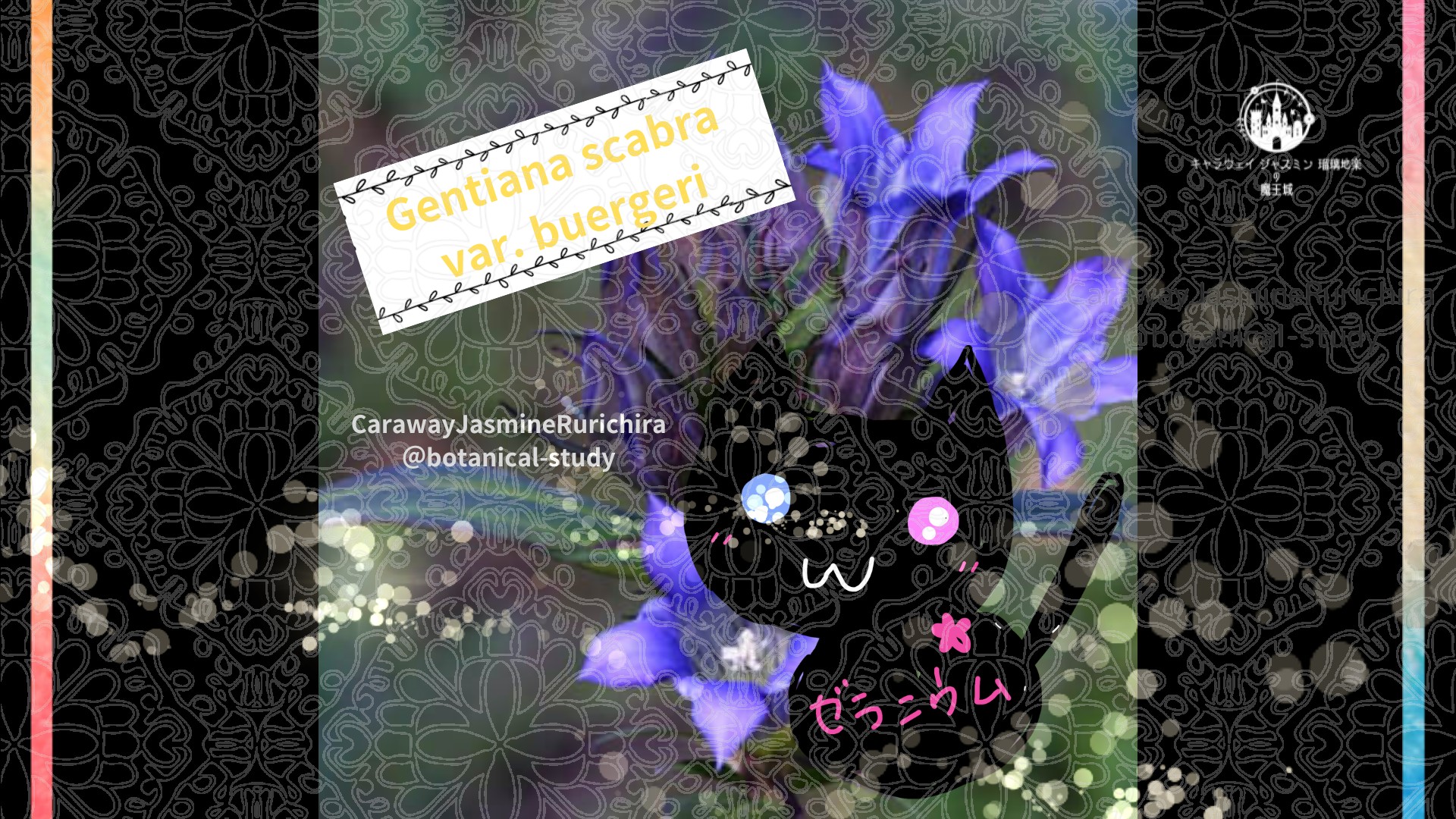 今日の誕生花A　8.31