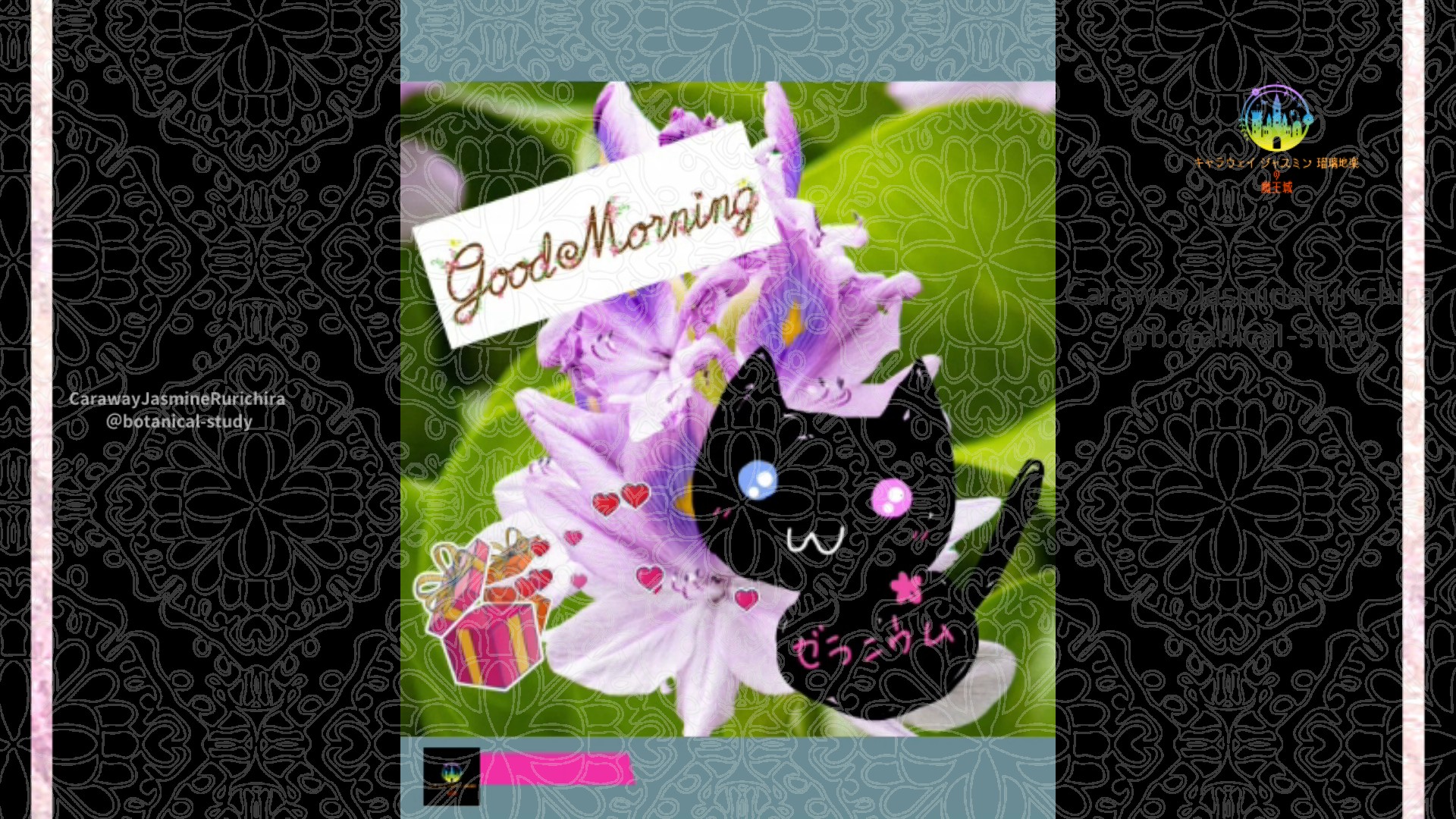 「ホタテアオイ」9月1日Rゼラニウム瑠璃地楽と今日の誕生花とおはようメッセージ@botanical-study