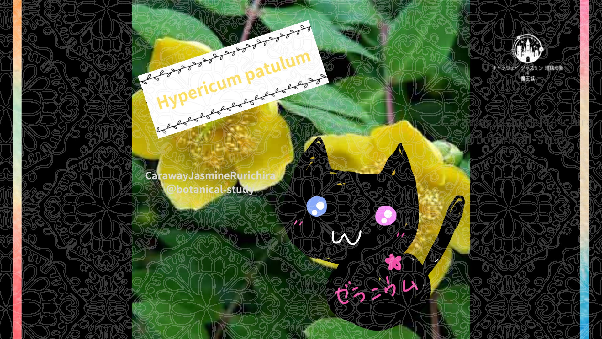 今日の誕生花A　8.27