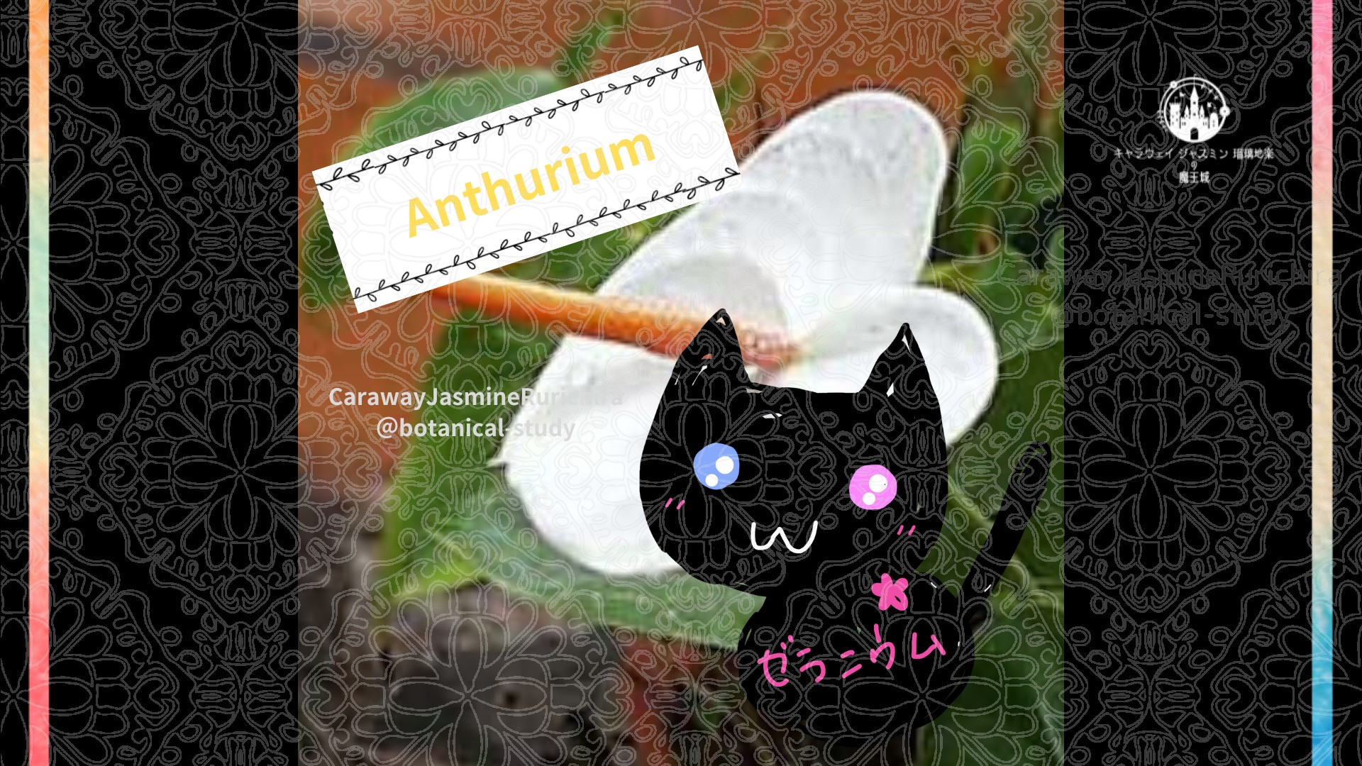 「アンスリウム」8月25日とCジャスミン瑠璃地楽の今日の誕生花＠botanical-study