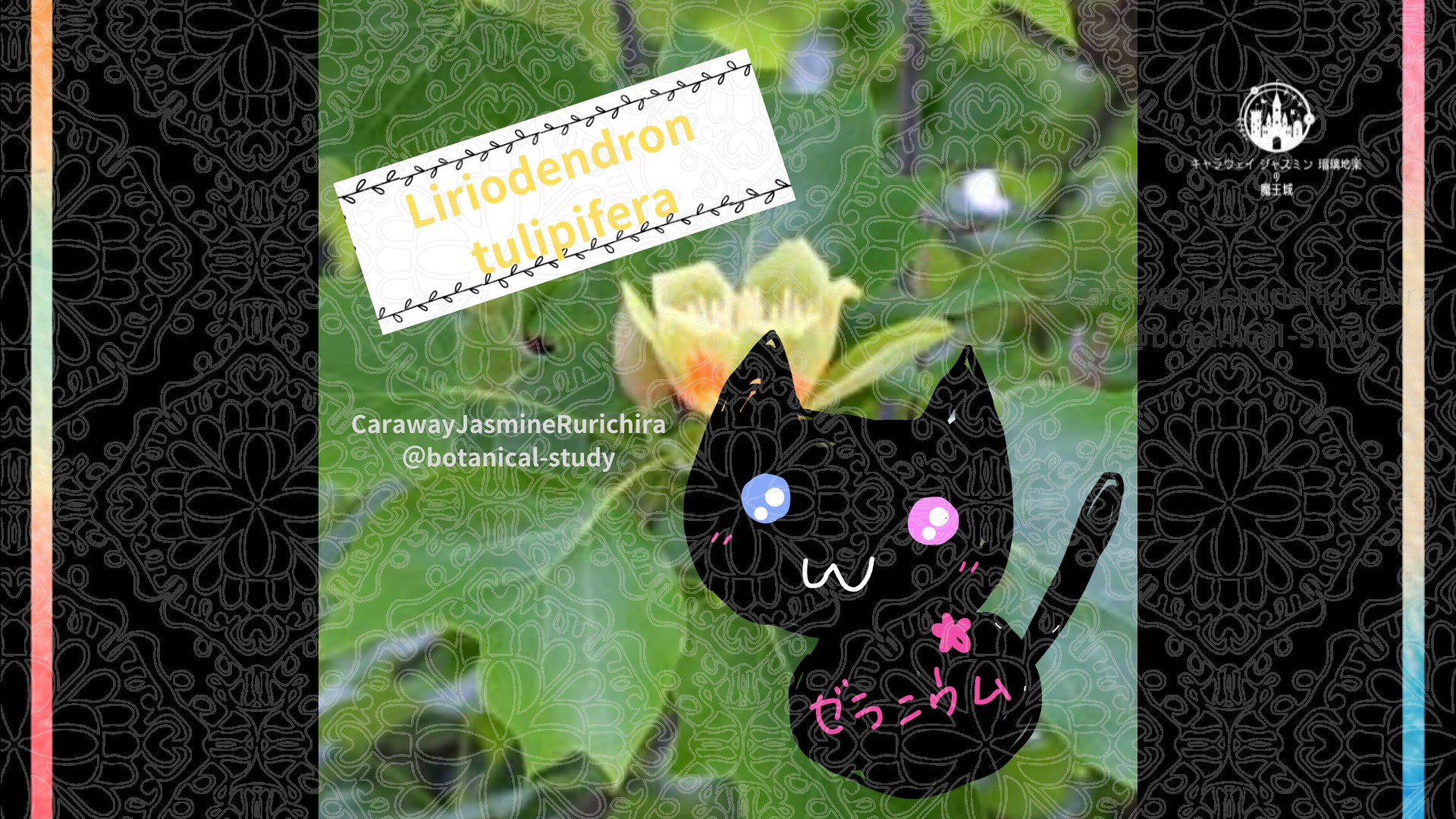 今日の誕生花A　8.17