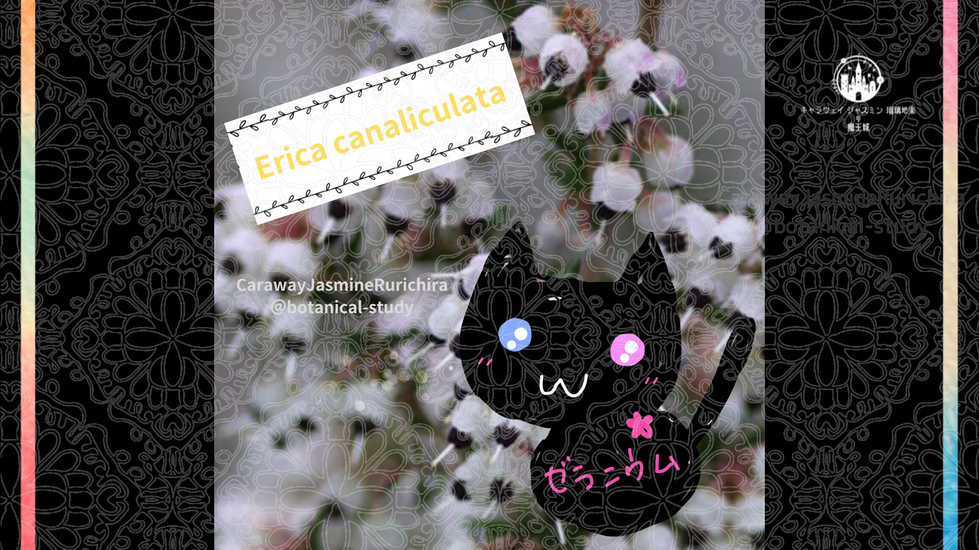 「エリカ」8月5日とCジャスミン瑠璃地楽の今日の誕生花＠botanical-study