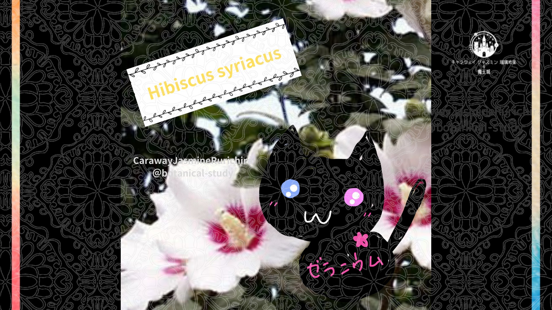 「ムクゲ」8月26日とCジャスミン瑠璃地楽の今日の誕生花＠botanical-study