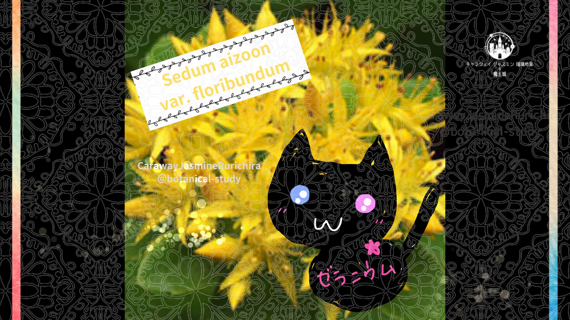 今日の誕生花A　8.13