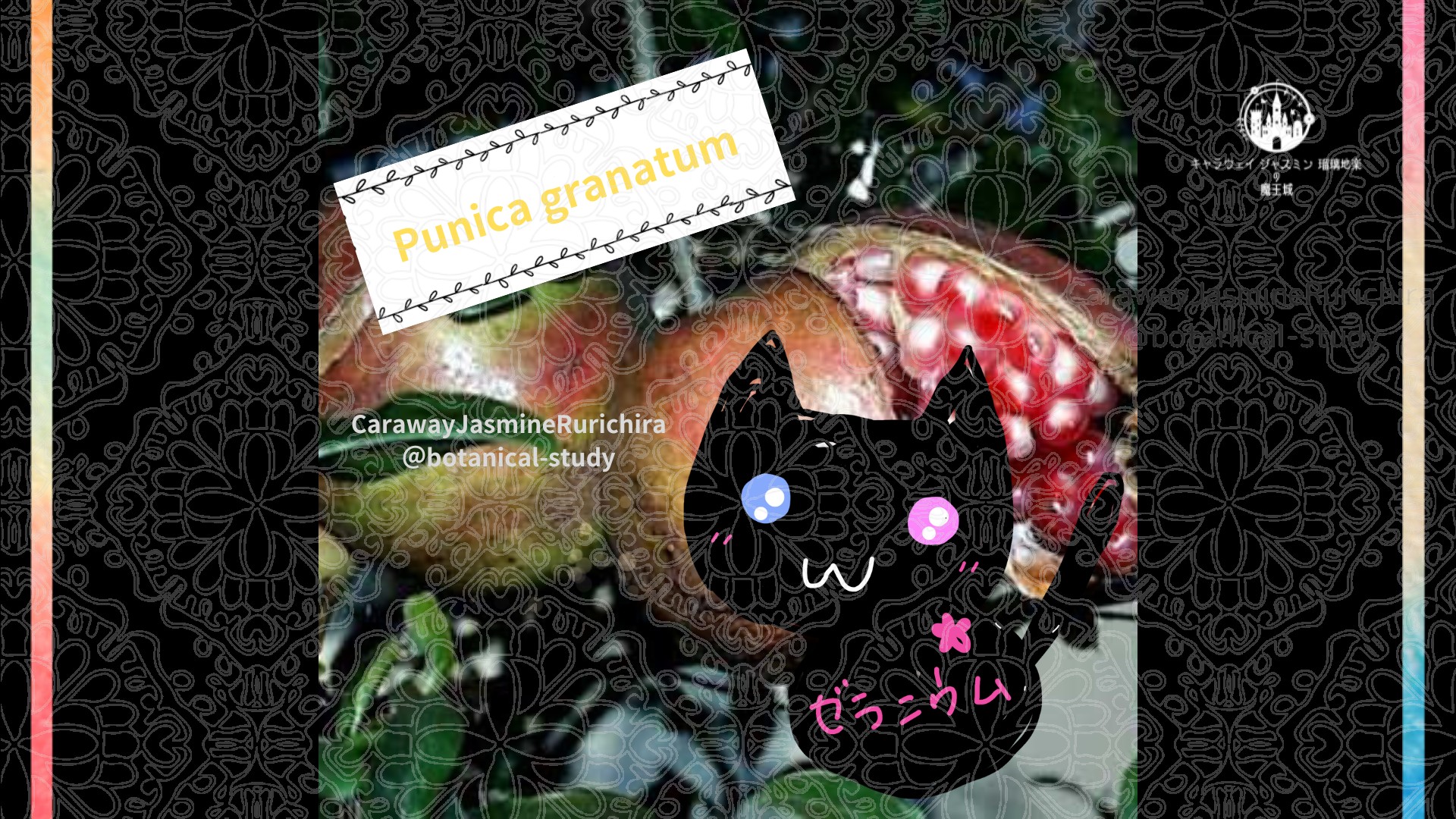 「ザクロ」8月7日とCジャスミン瑠璃地楽の今日の誕生花＠botanical-study