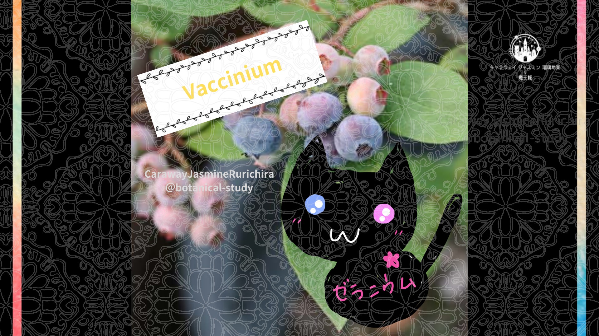 「ブルーベリー」8月21日とCジャスミン瑠璃地楽の今日の誕生花＠botanical-study