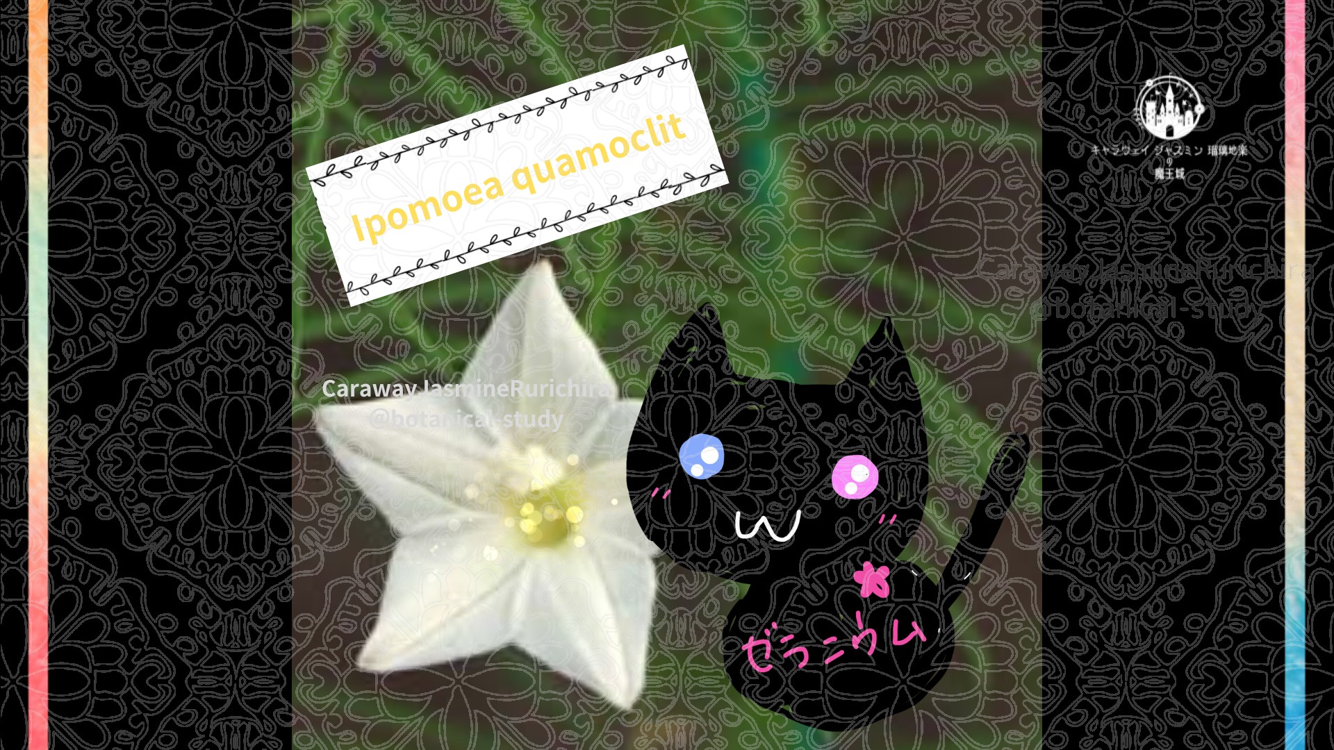 「ルコウソウ」8月10日とCジャスミン瑠璃地楽の今日の誕生花＠botanical-study
