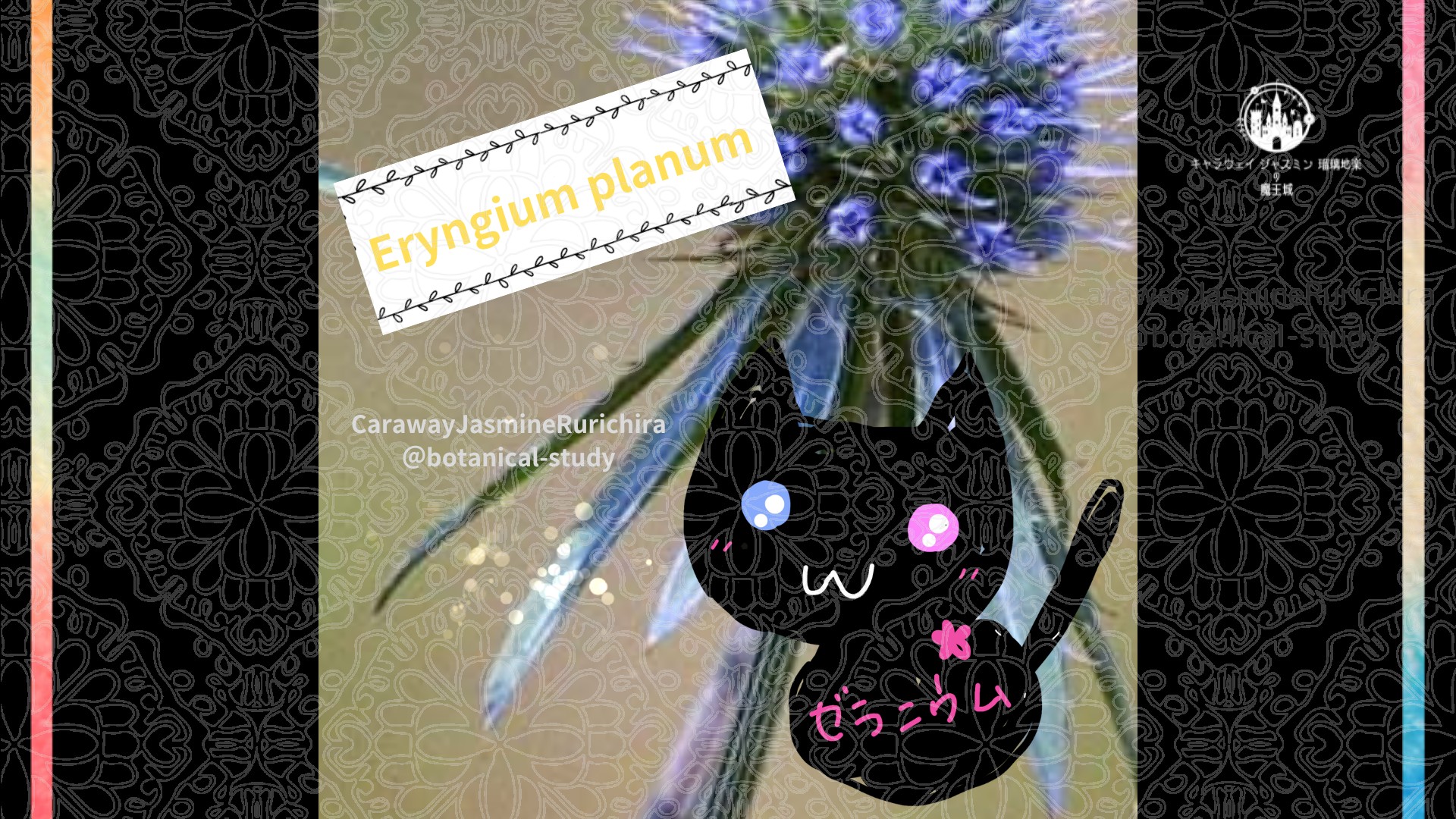 今日の誕生花A　8.28