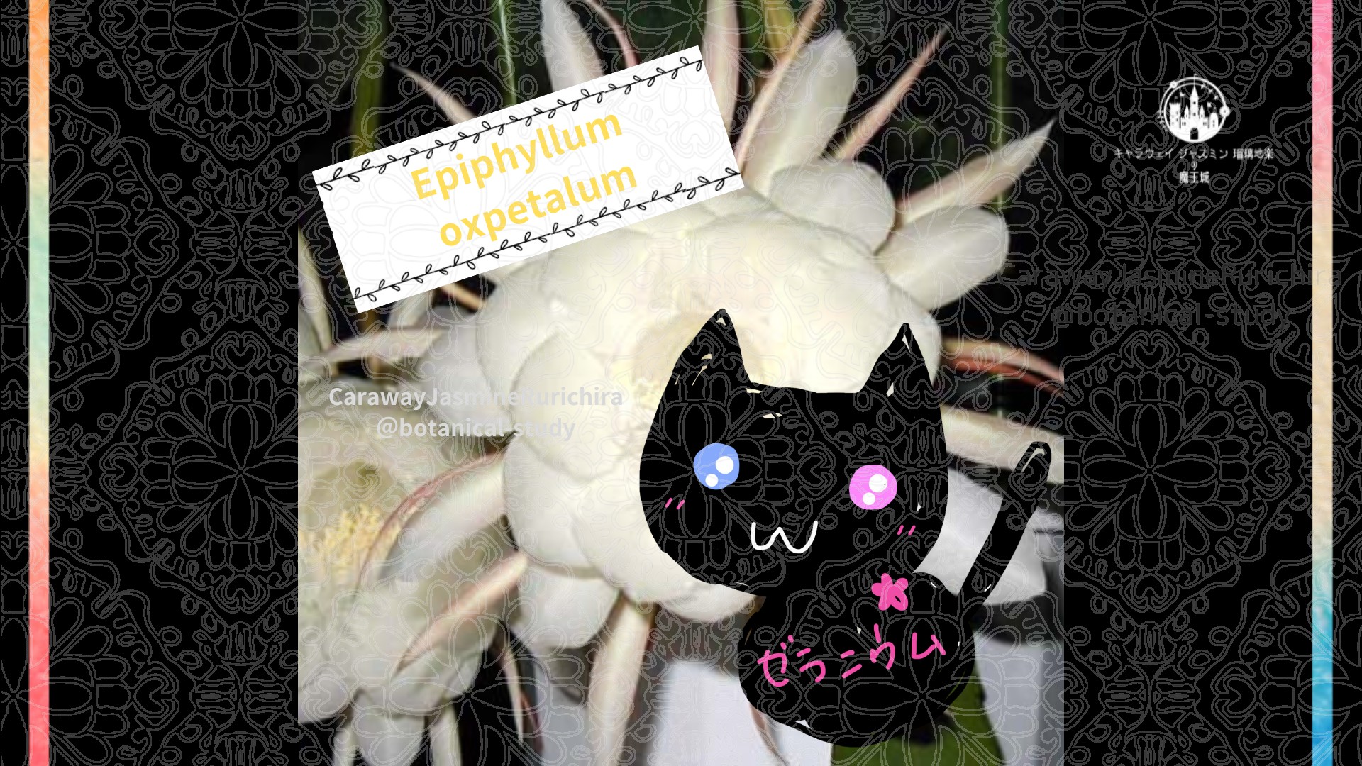 「ゲッカビジン」8月23日とCジャスミン瑠璃地楽の今日の誕生花＠botanical-study