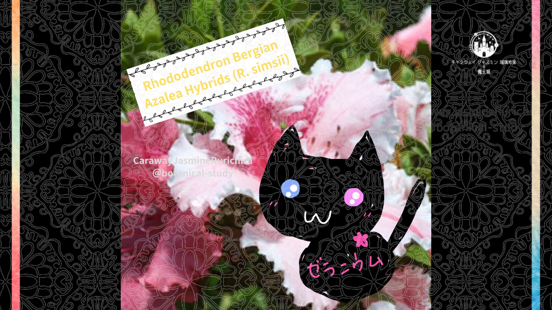 「アザレア」8月8日とCジャスミン瑠璃地楽の今日の誕生花＠botanical-study
