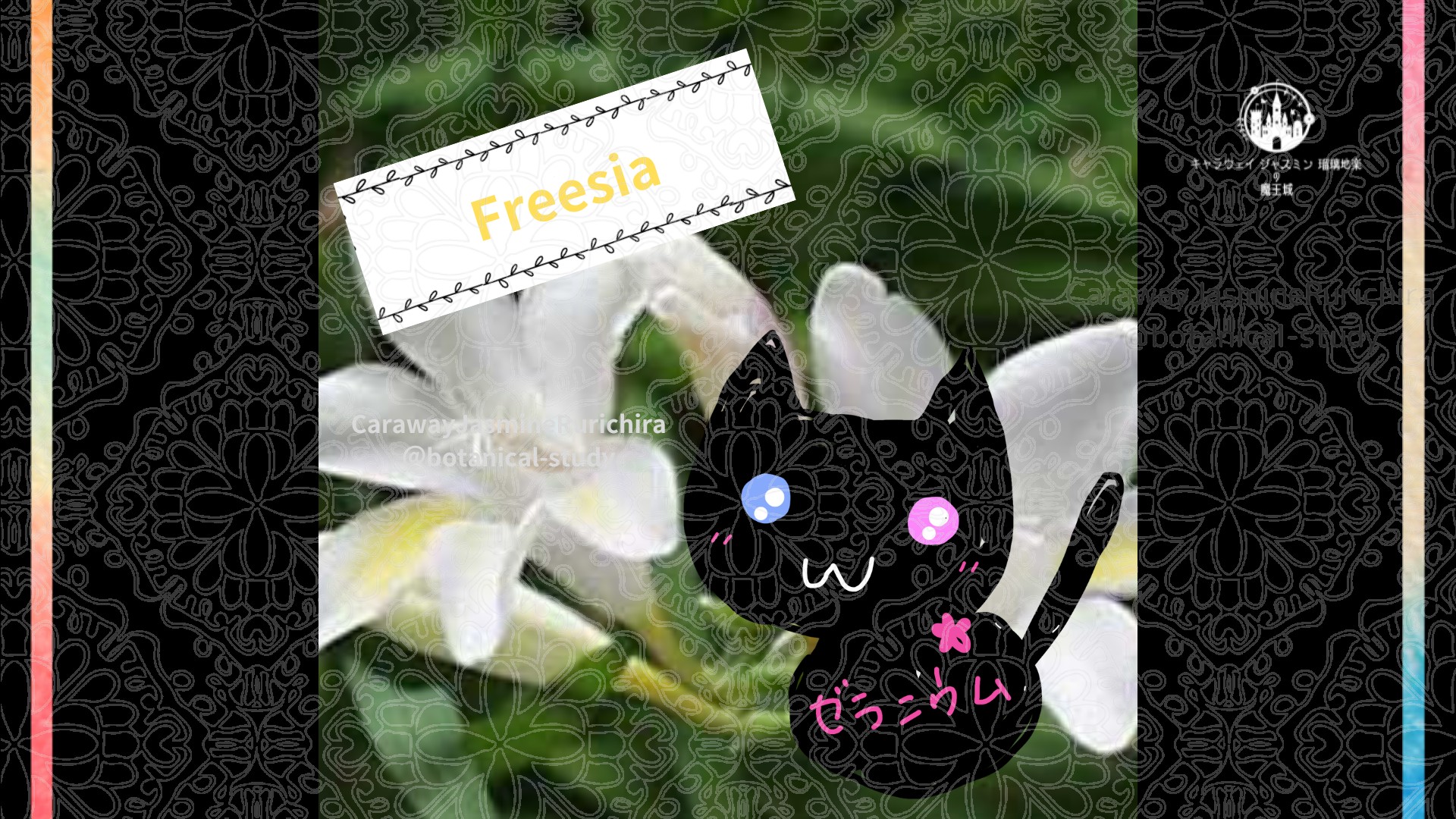 今日の誕生花A　8.20