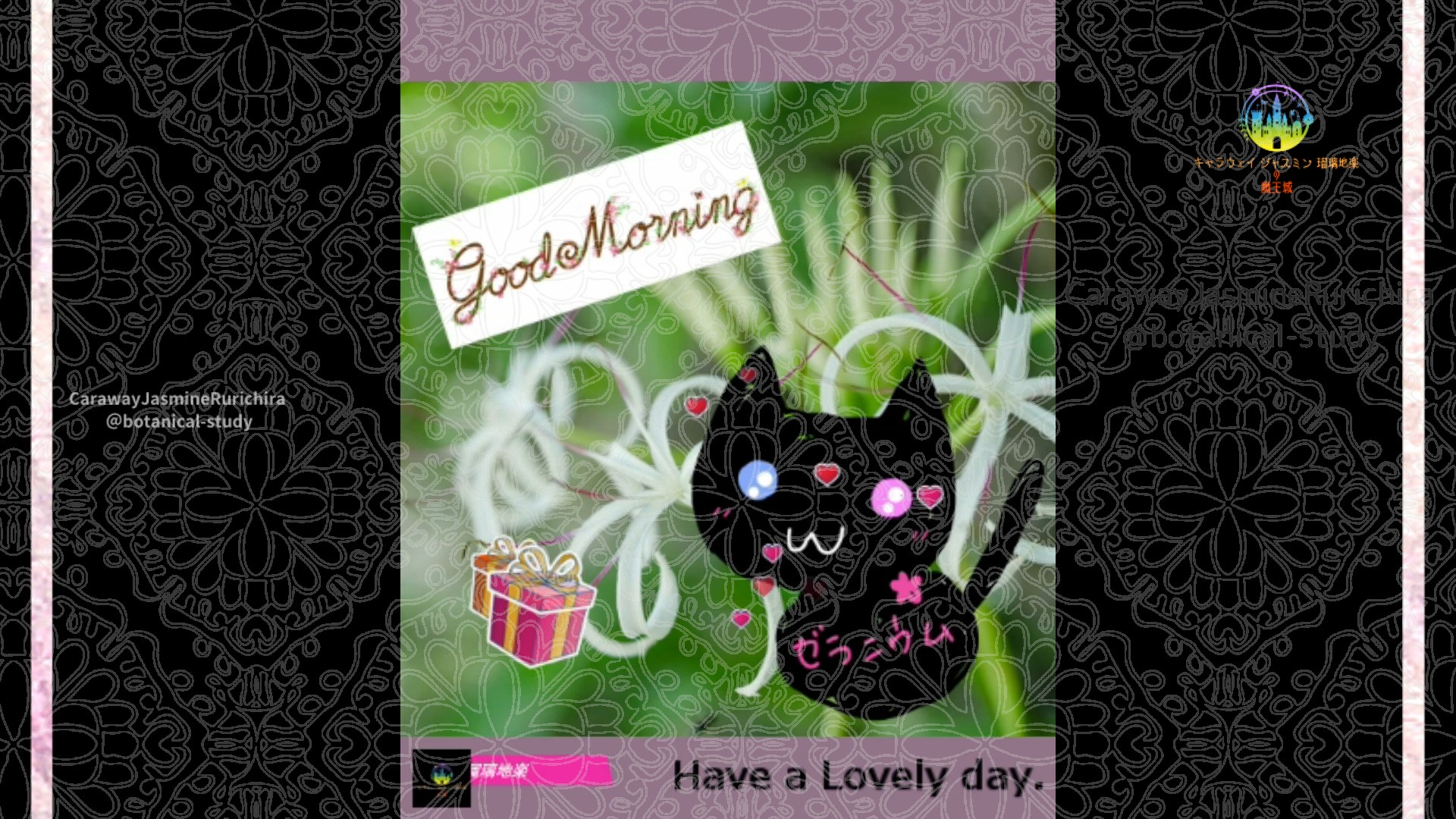 「ハマユウ」8月25日Rゼラニウム瑠璃地楽と今日の誕生花とおはようメッセージ@botanical-study