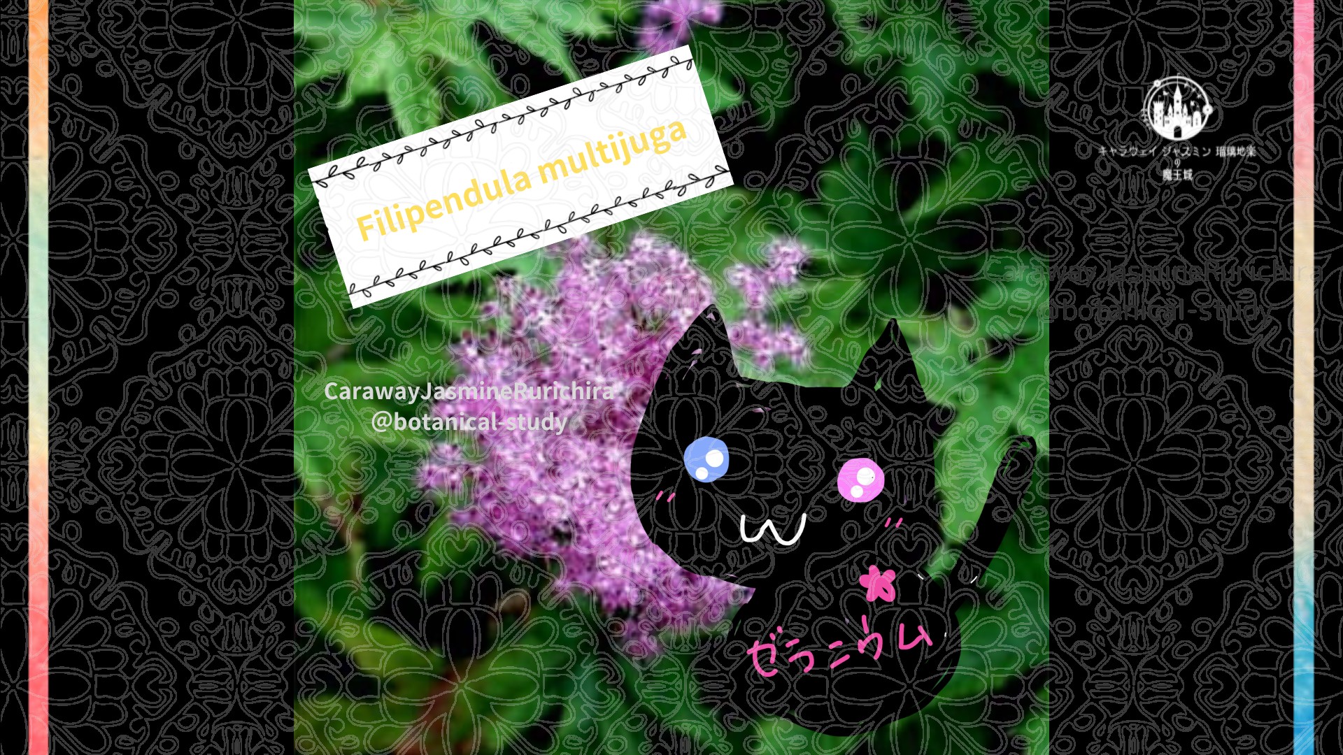 「シモツケソウ」8月22日とCジャスミン瑠璃地楽の今日の誕生花＠botanical-study