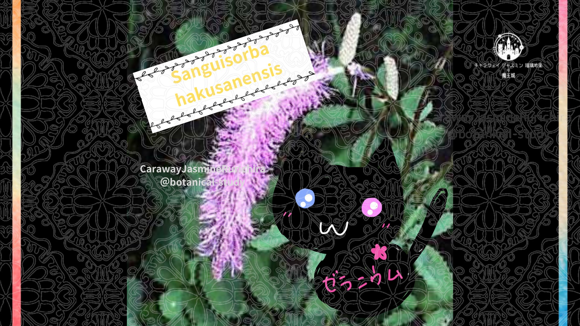 今日の誕生花A　8.16