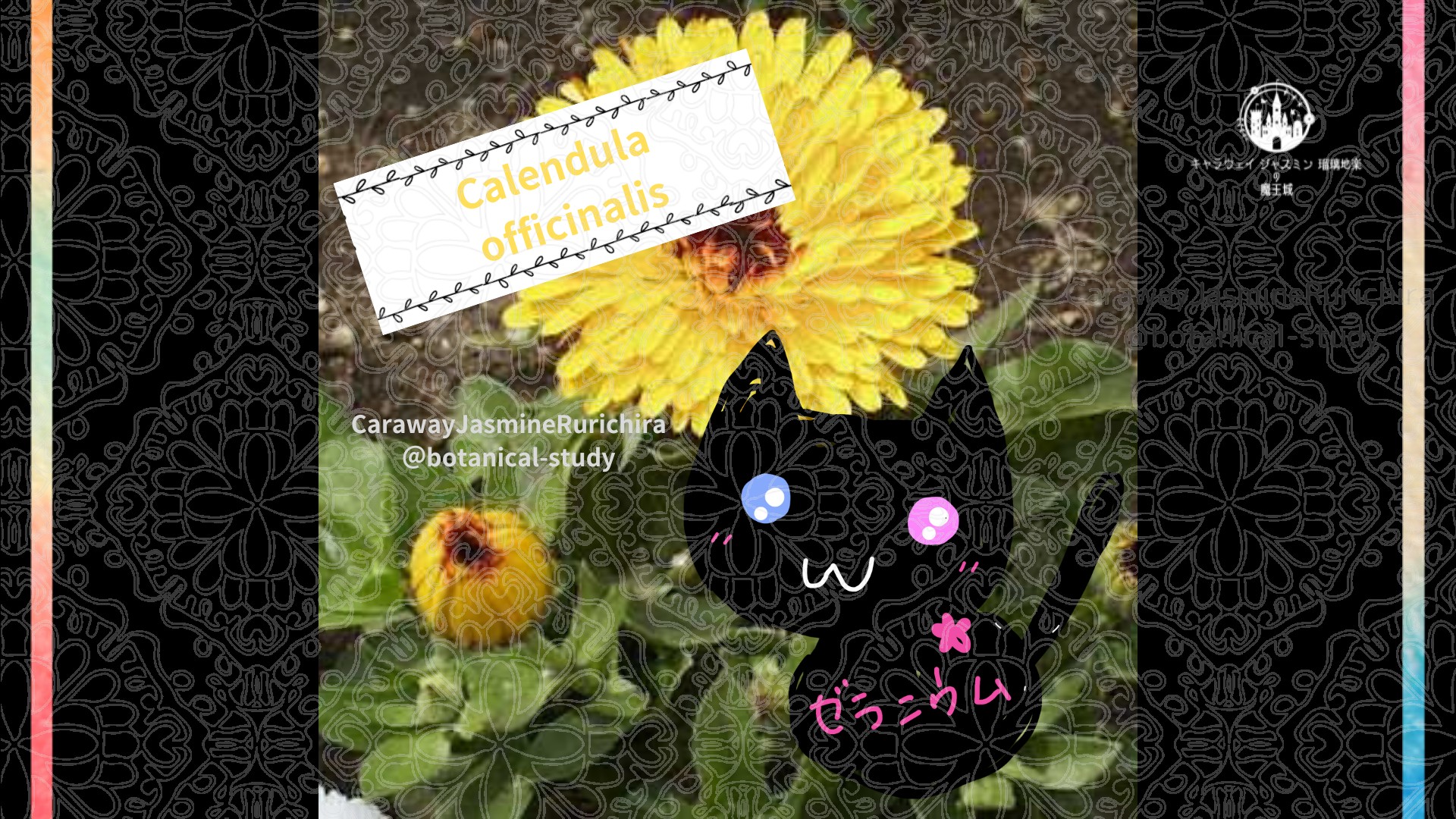 「キンセンカ」8月24日とCジャスミン瑠璃地楽の今日の誕生花＠botanical-study