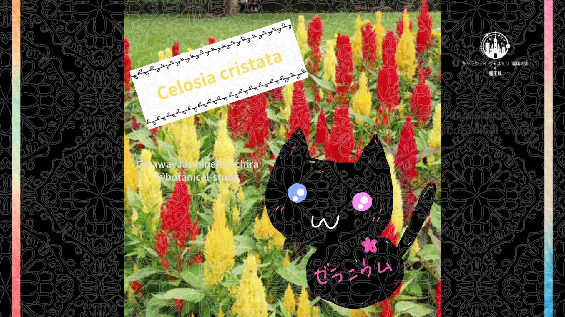 今日の誕生花A　9.5