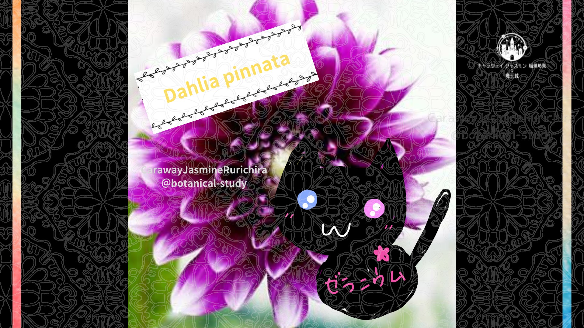 今日の誕生花A　9.15