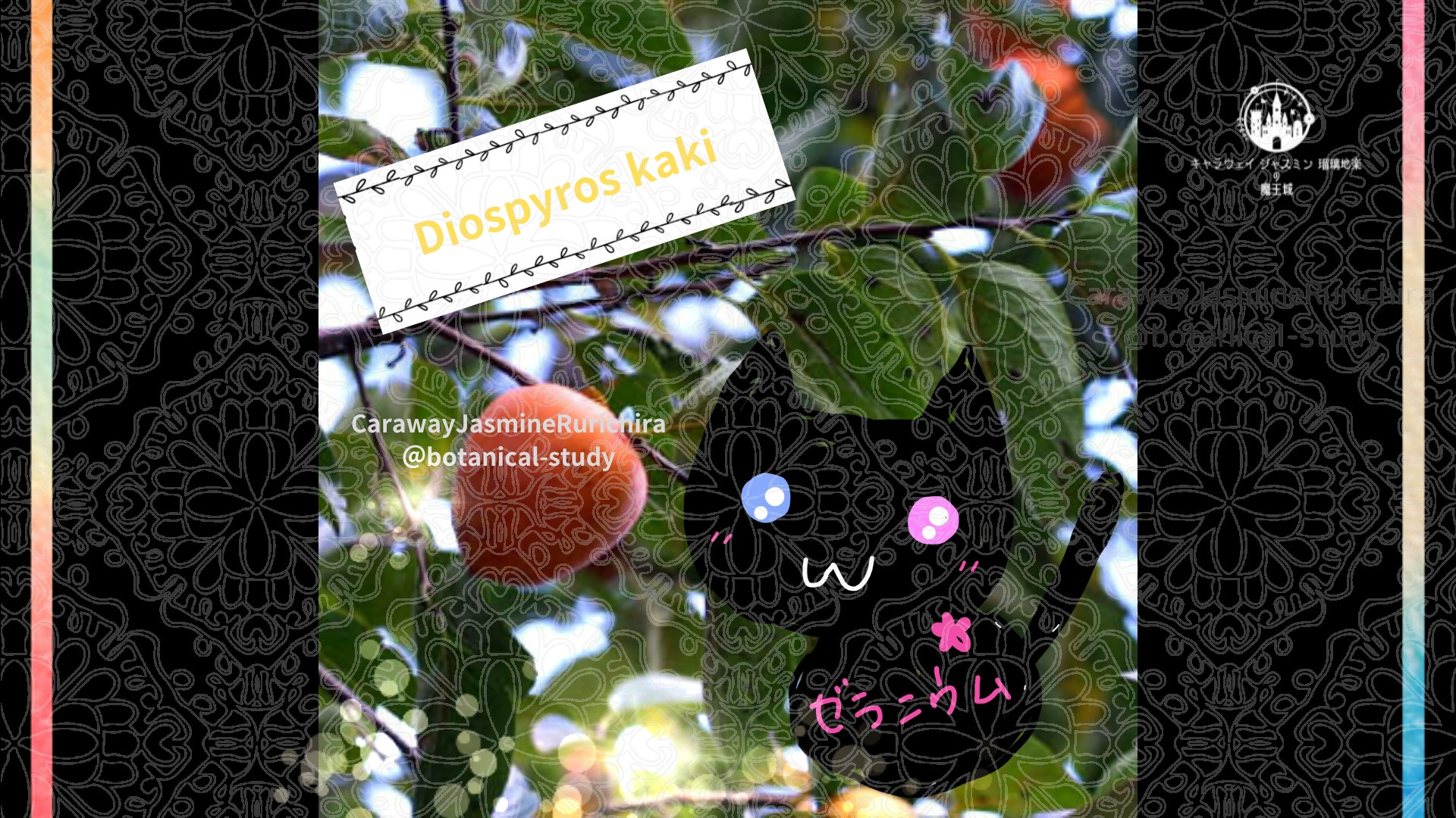 「カキ」9月26日とCジャスミン瑠璃地楽の今日の誕生花＠botanical-study