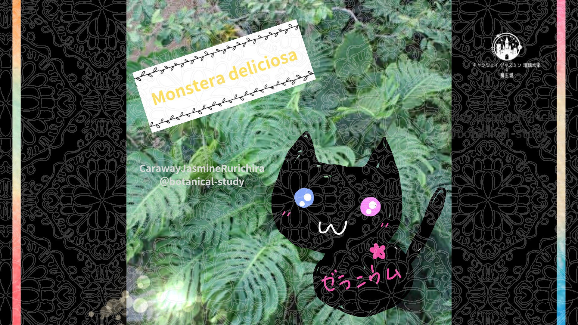 今日の誕生花A　9.30