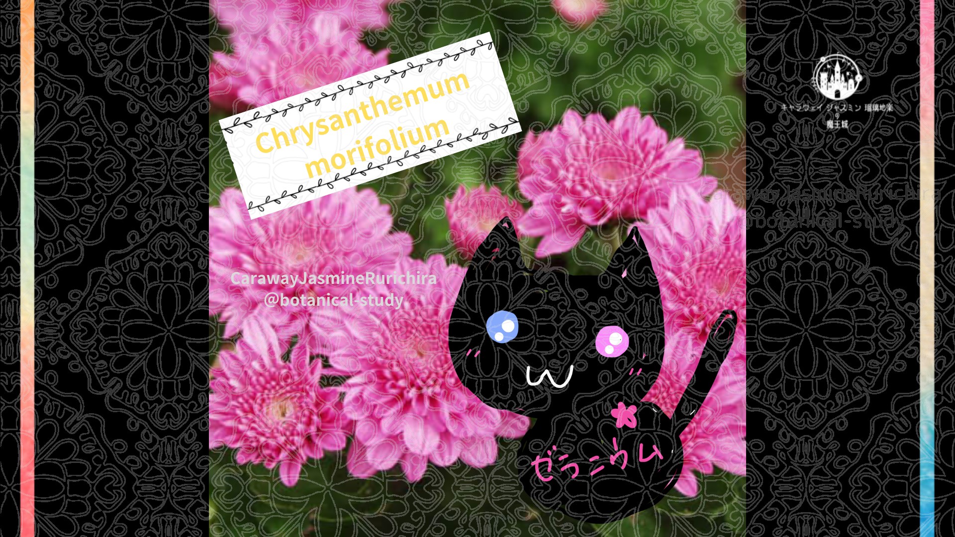 今日の誕生花A　9.９