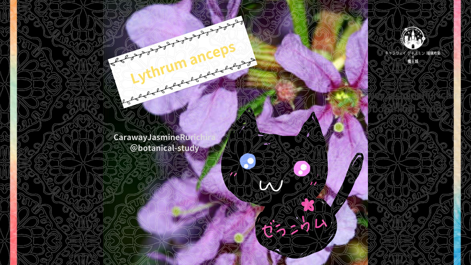 今日の誕生花A　9.6