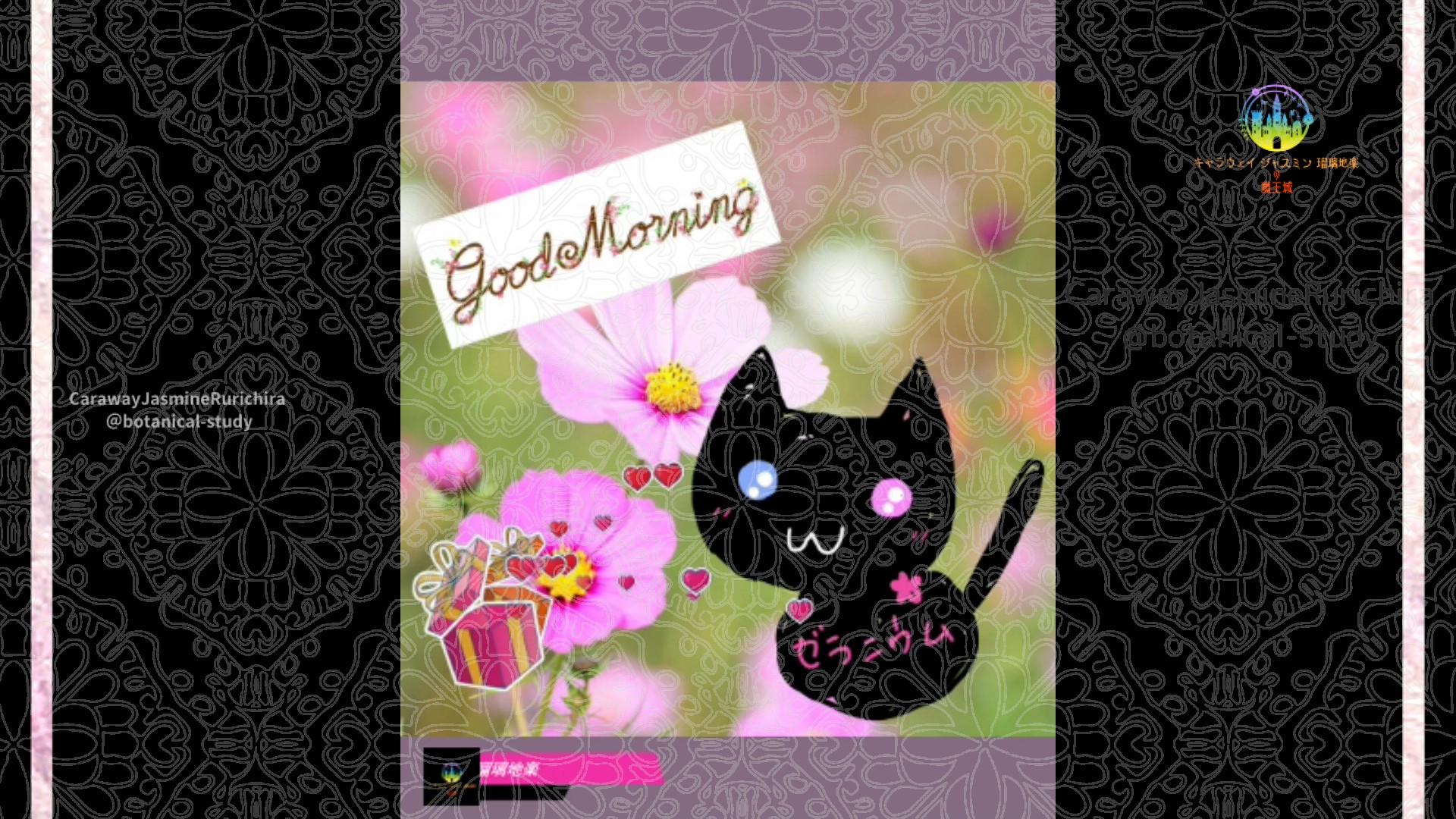 「コスモス」9月3日Rゼラニウム瑠璃地楽と今日の誕生花とおはようメッセージ@botanical-study