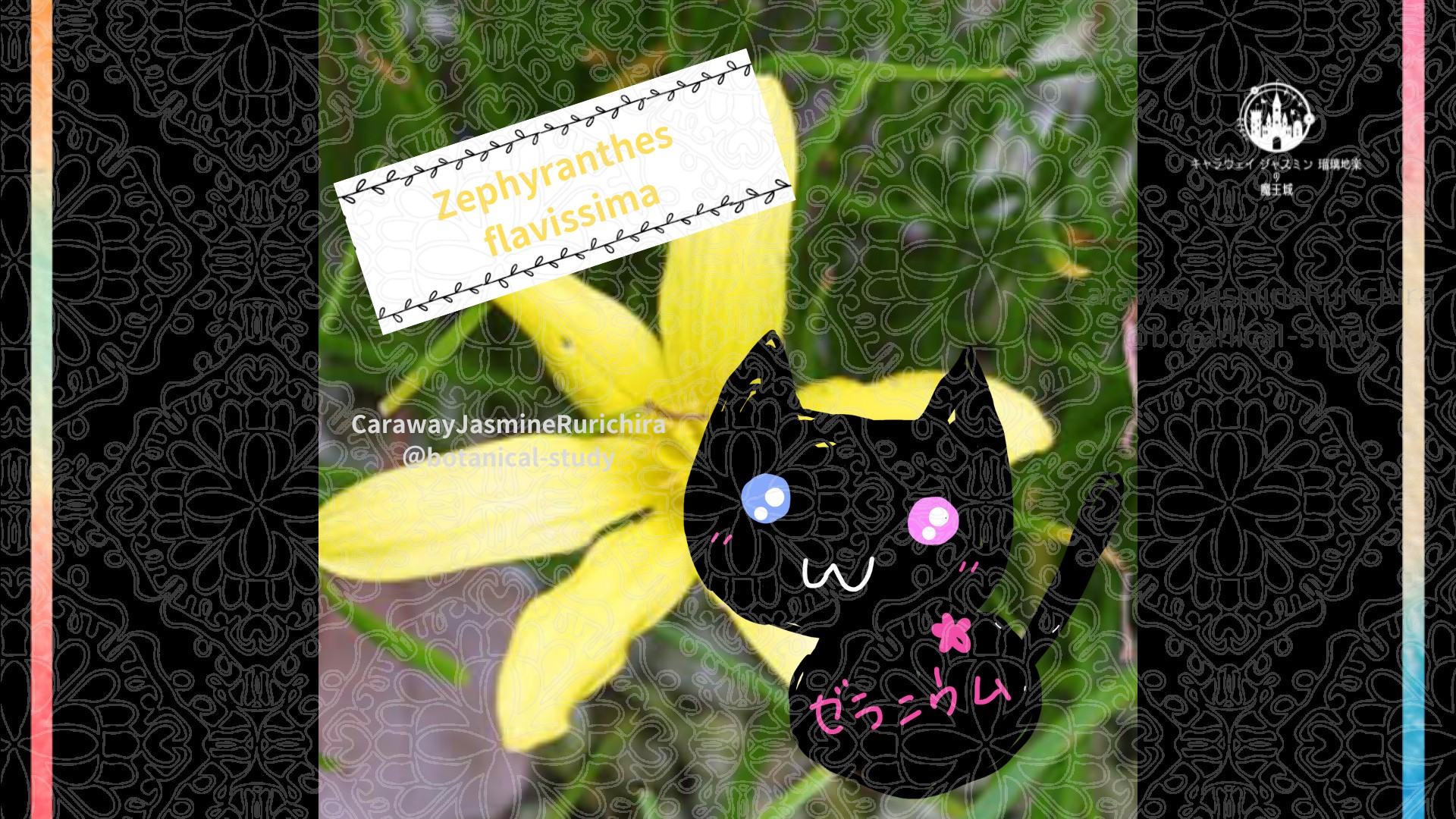 今日の誕生花A　9.8