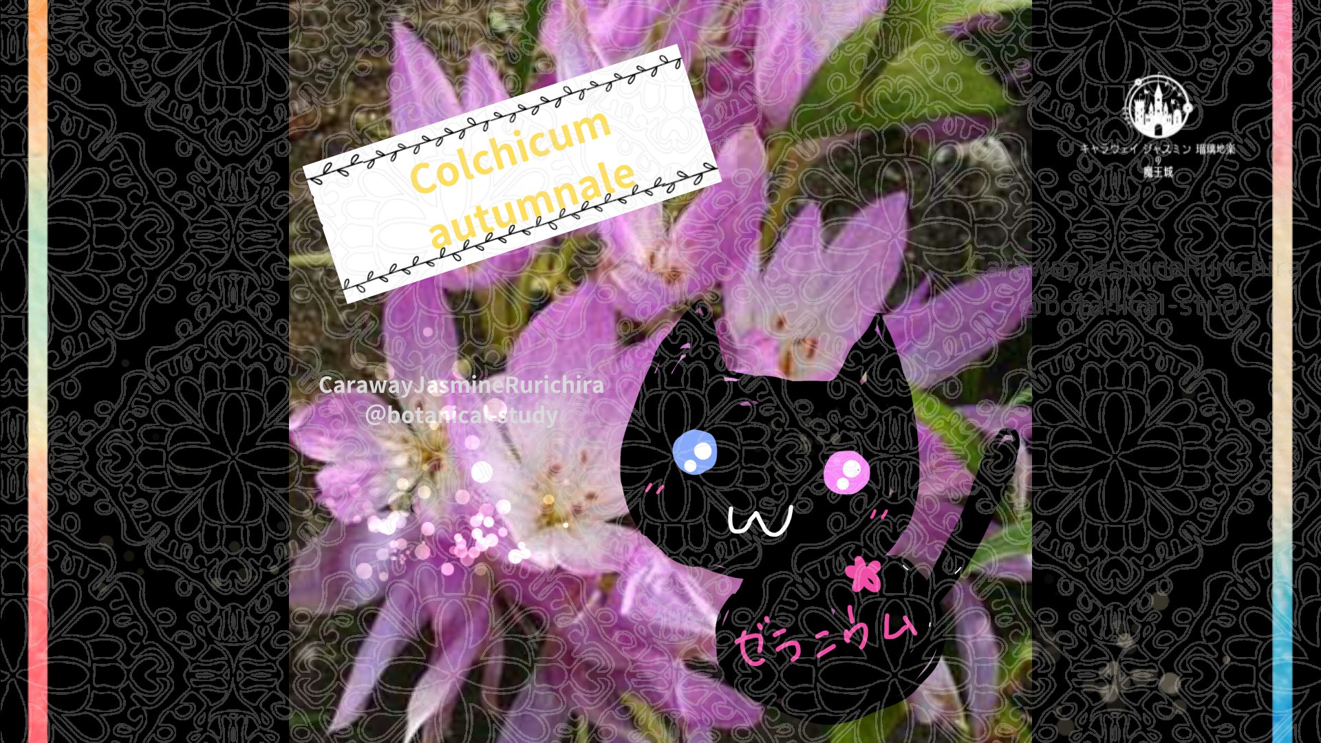 「イヌサフラン」9月21日とCジャスミン瑠璃地楽の今日の誕生花＠botanical-study