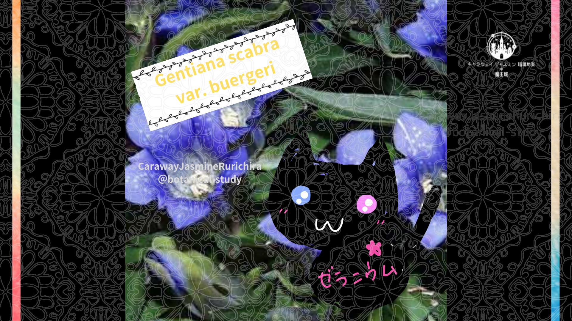 今日の誕生花A　9.16