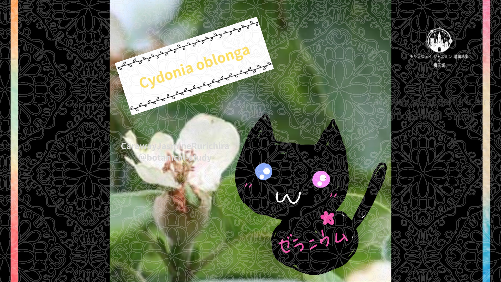 今日の誕生花A　9.14