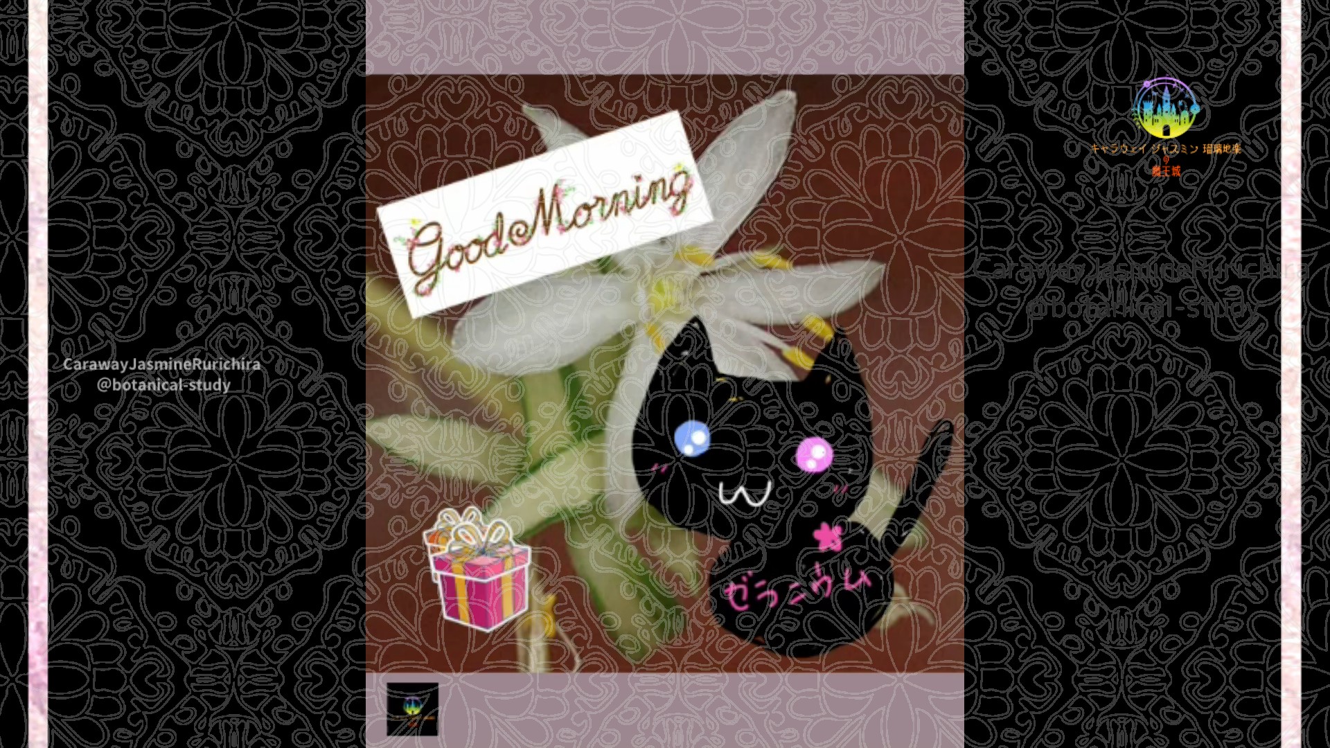 「オリヅルラン」9月16日Rゼラニウム瑠璃地楽と今日の誕生花とおはようメッセージ@botanical-study