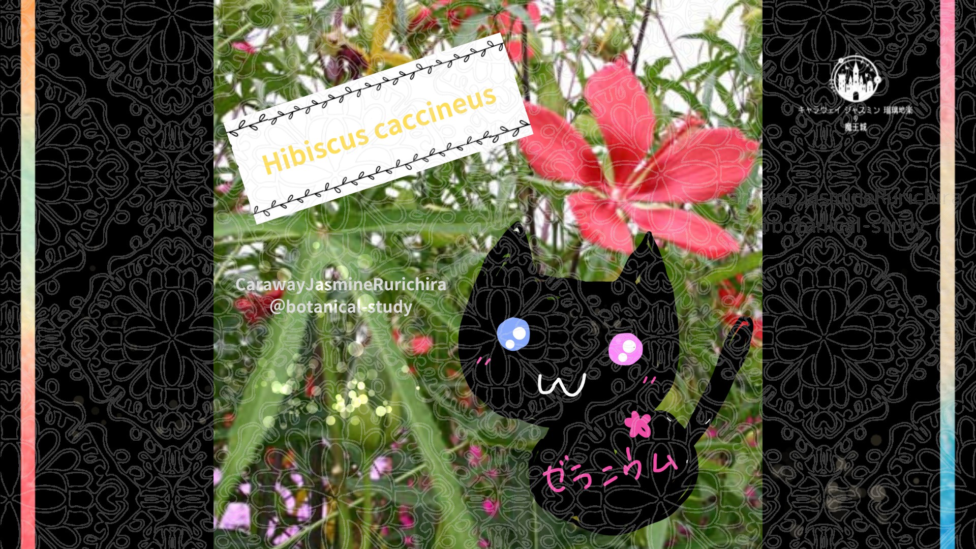 「モミジアオイ」10月1日とCジャスミン瑠璃地楽の今日の誕生花＠botanical-study