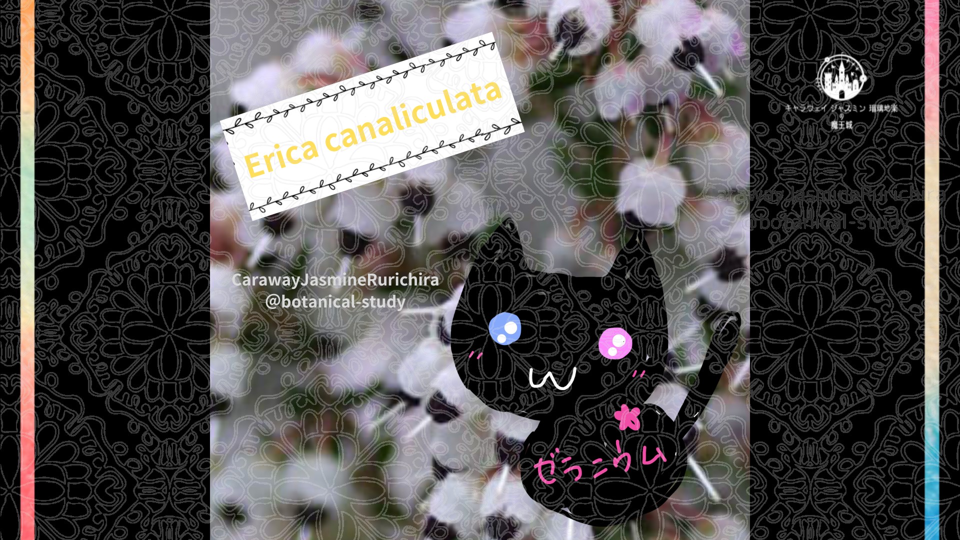 今日の誕生花A　9.17