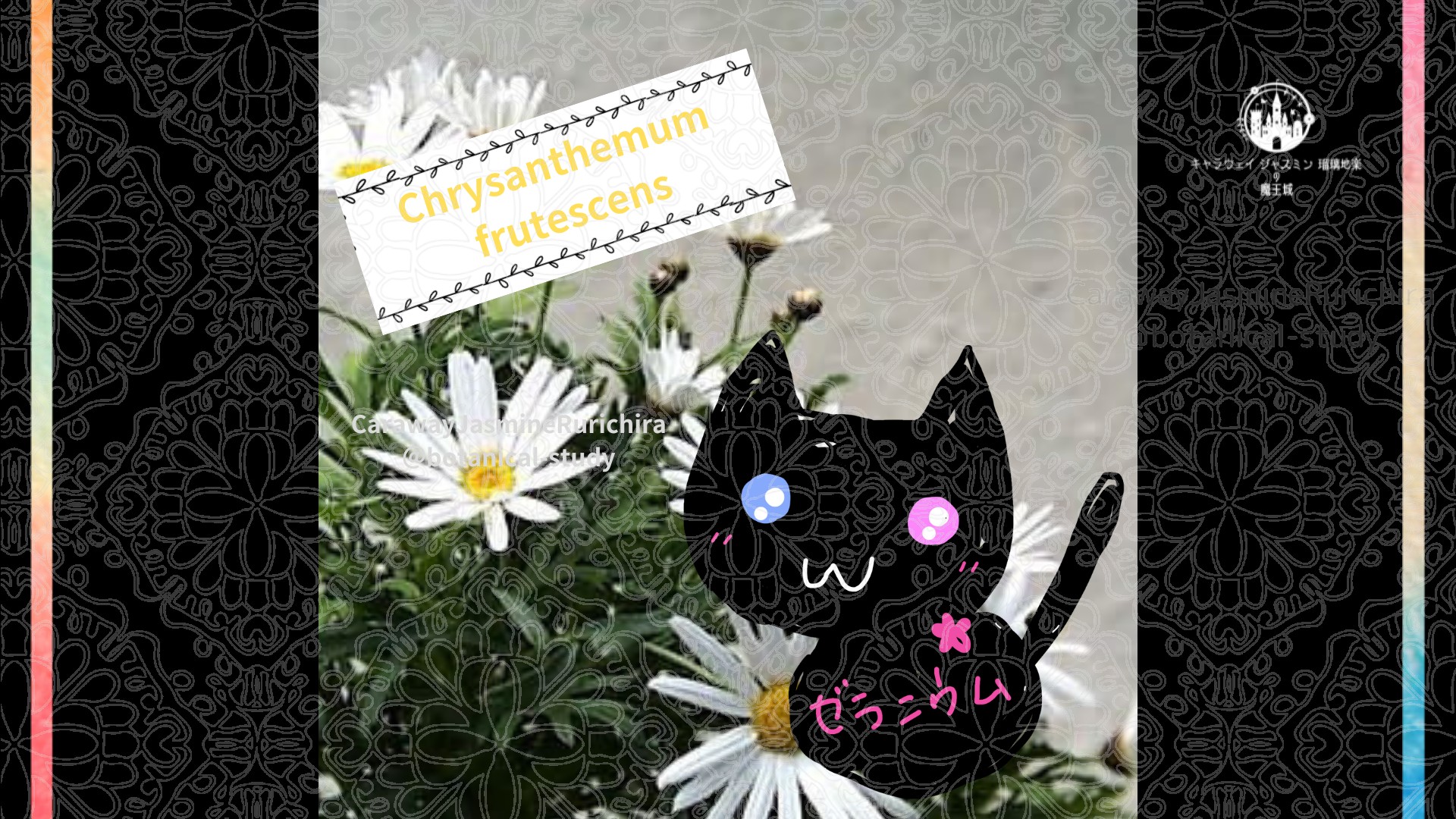 今日の誕生花A　9.3