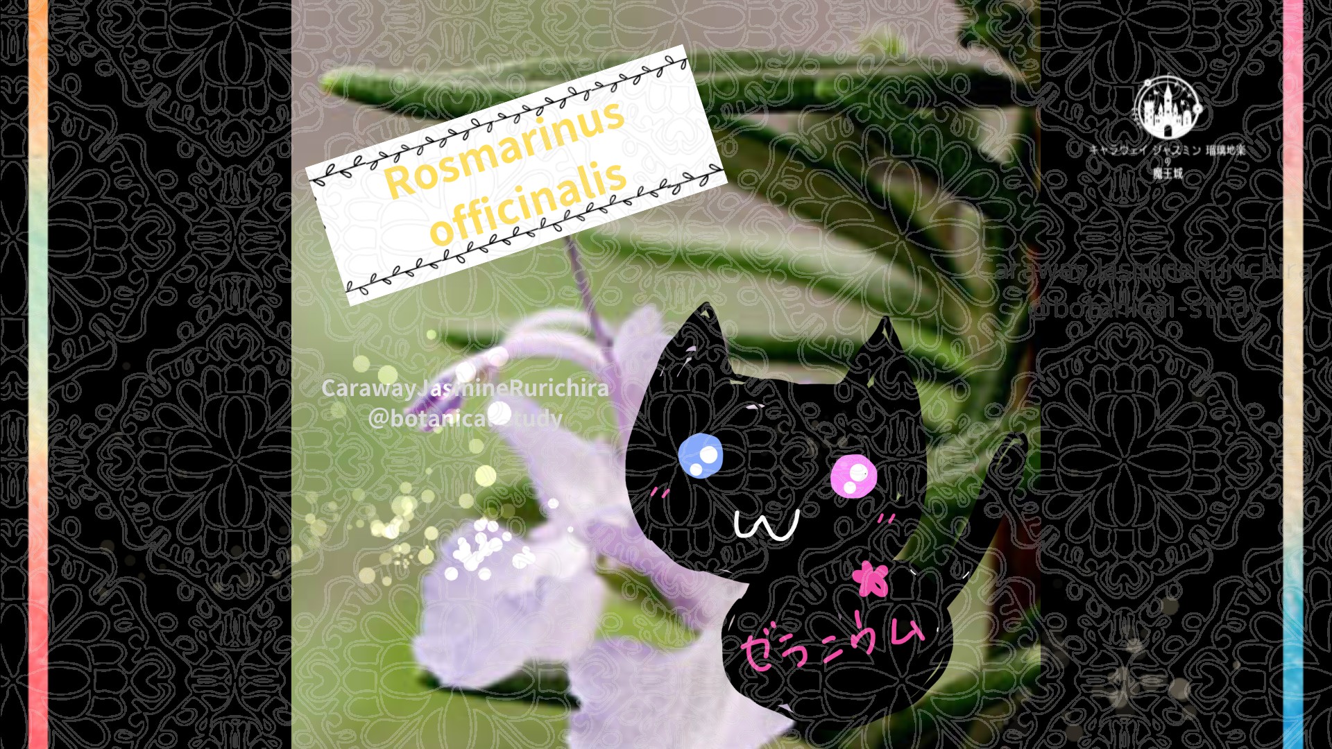 「ローズマリー」9月20日とCジャスミン瑠璃地楽の今日の誕生花＠botanical-study
