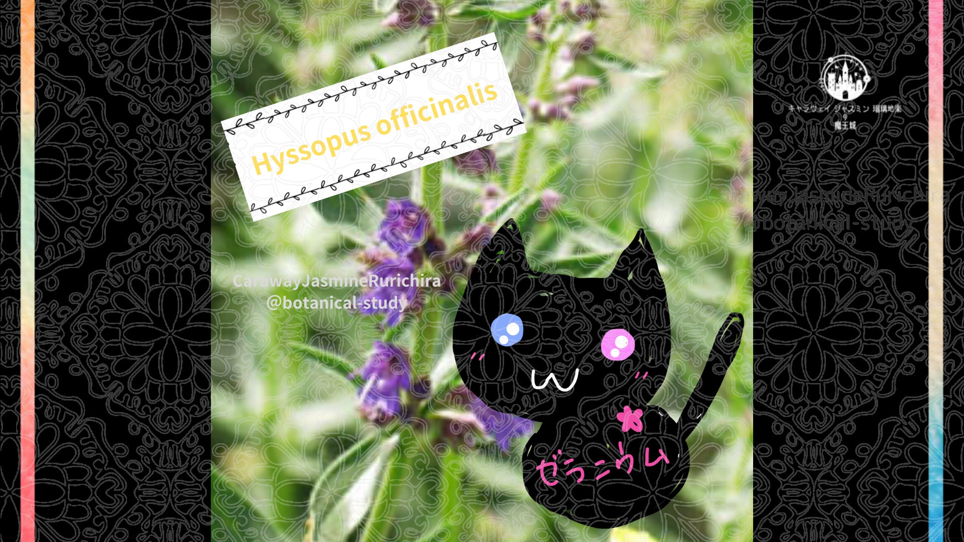 今日の誕生花A　9.10