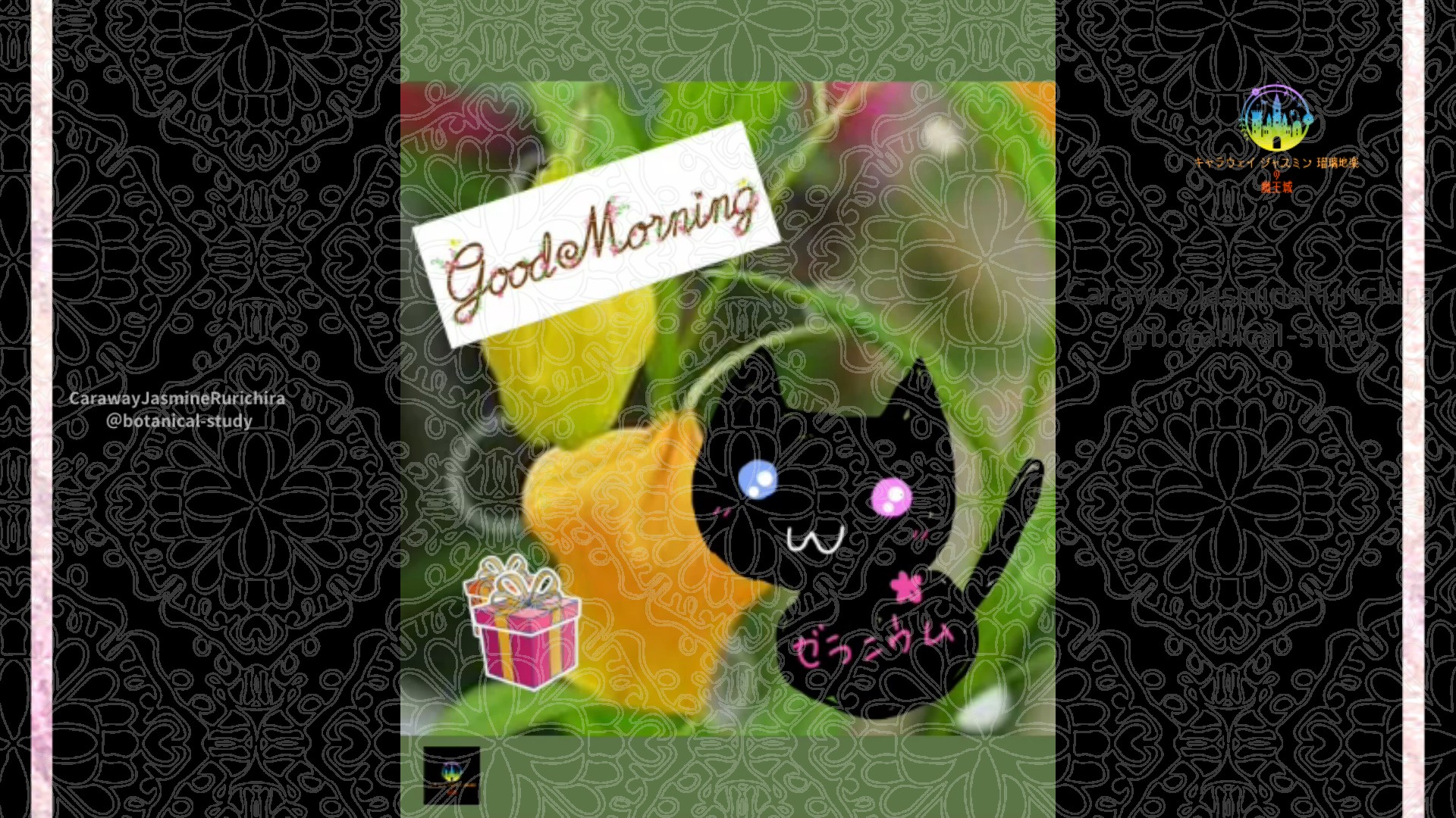「サンダーソニア」9月19日Rゼラニウム瑠璃地楽と今日の誕生花とおはようメッセージ@botanical-study