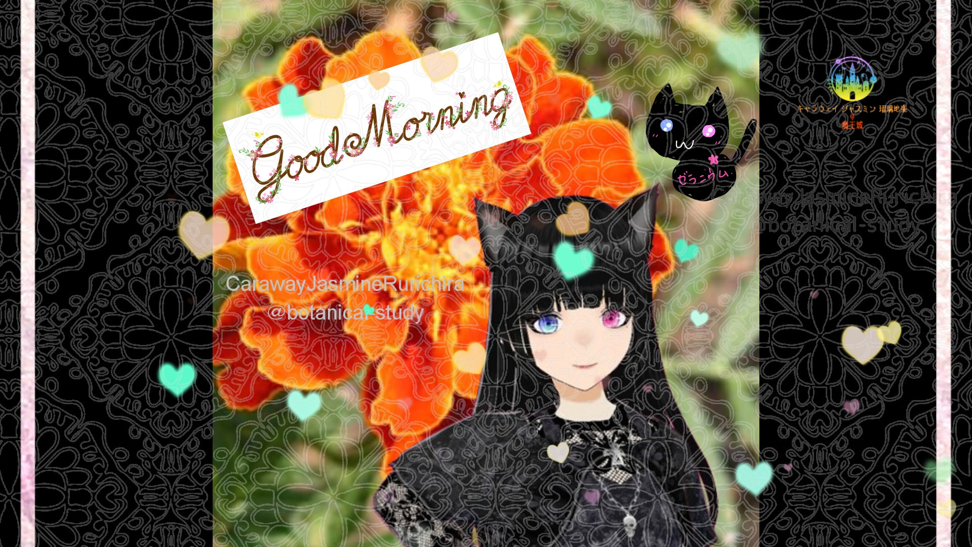 「クジャクソウ」とCジャスミン瑠璃地楽の今日の誕生花B-9月18日＠botanical-study