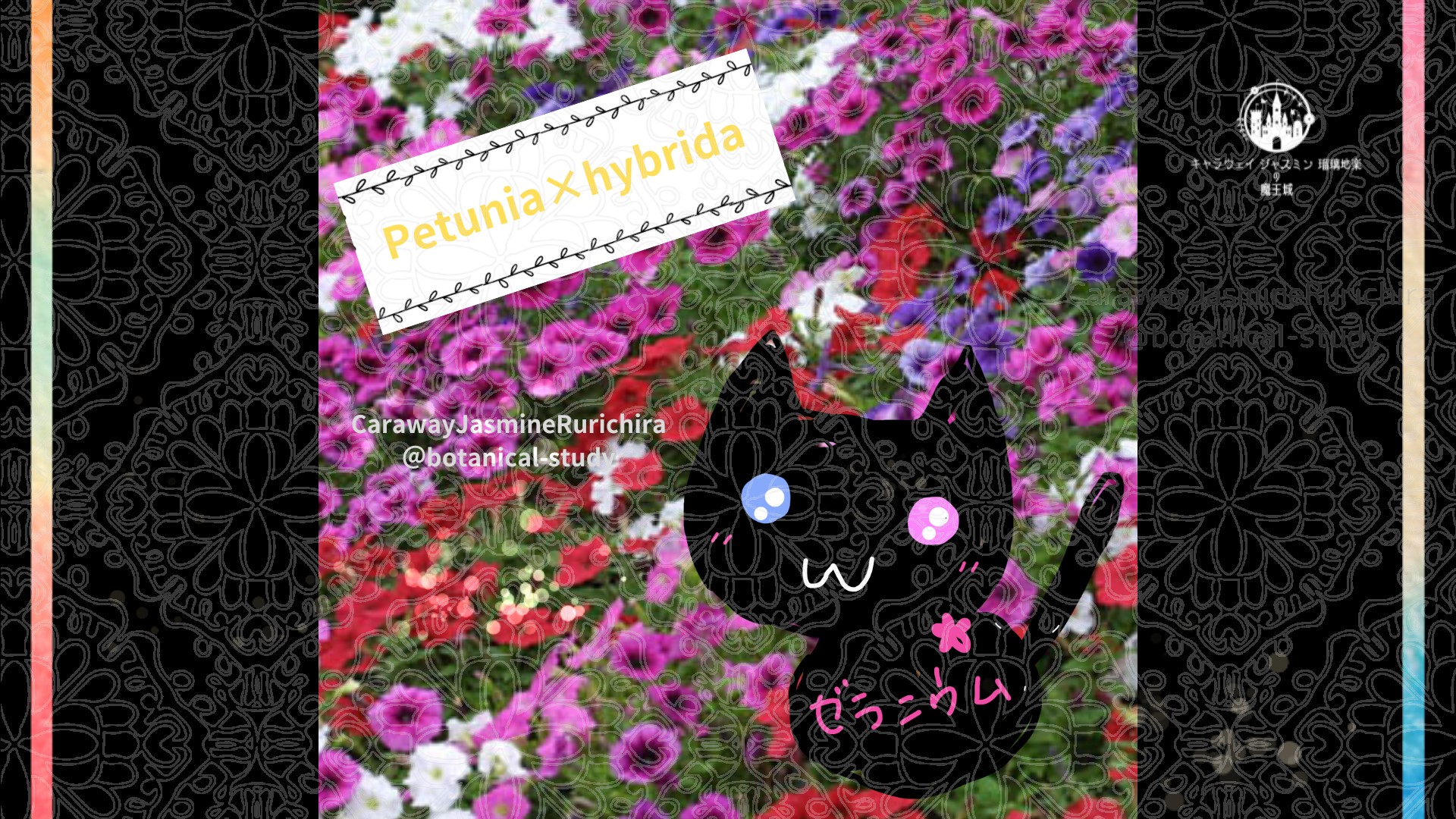 「ペチュニア」9月25日とCジャスミン瑠璃地楽の今日の誕生花＠botanical-study