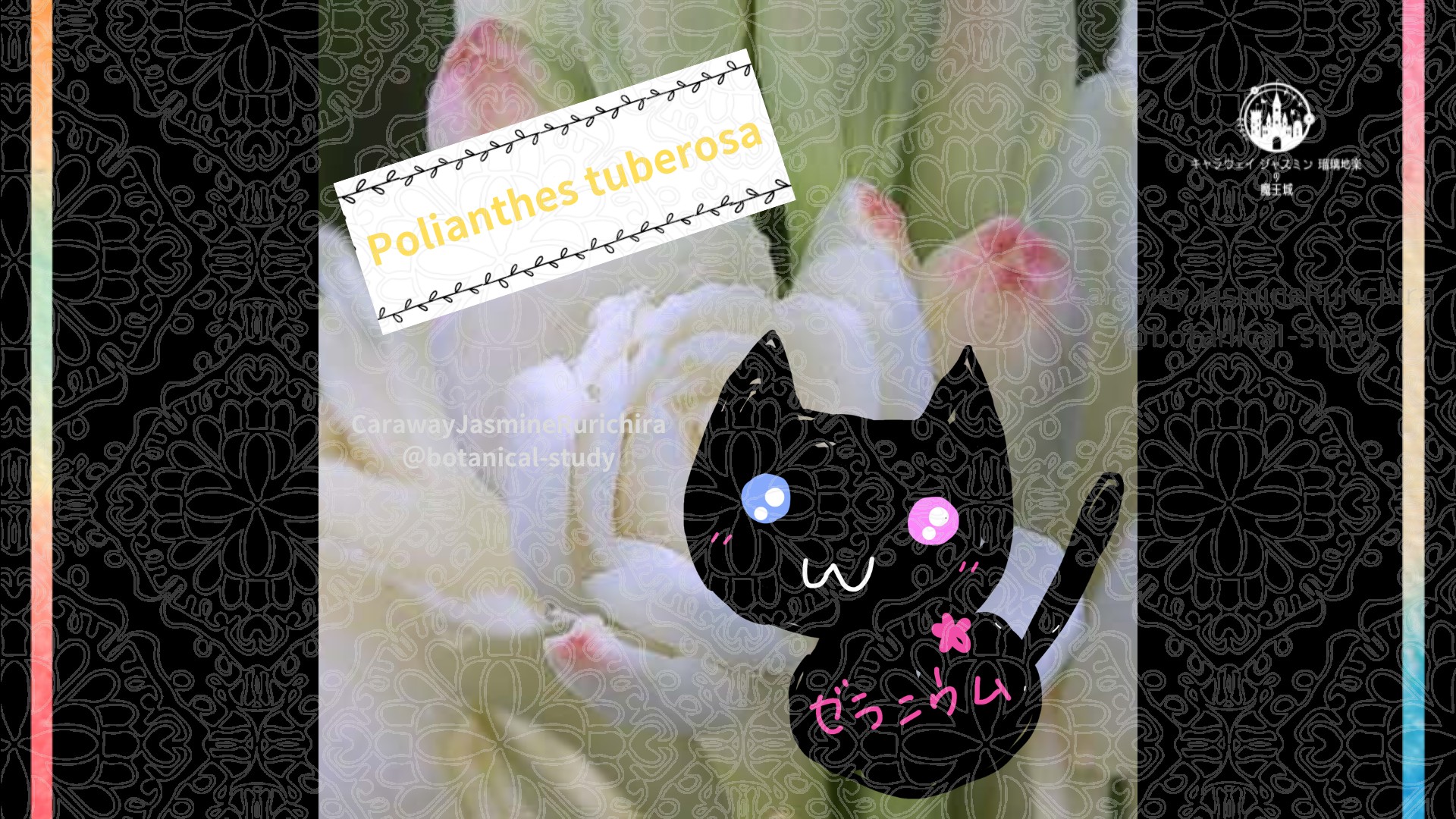今日の誕生花A　9.2