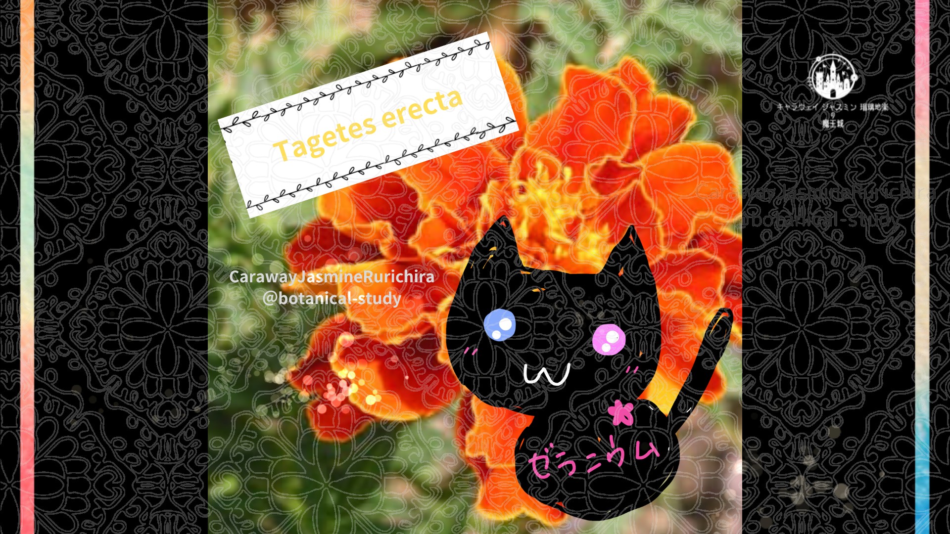 今日の誕生花A　9.18