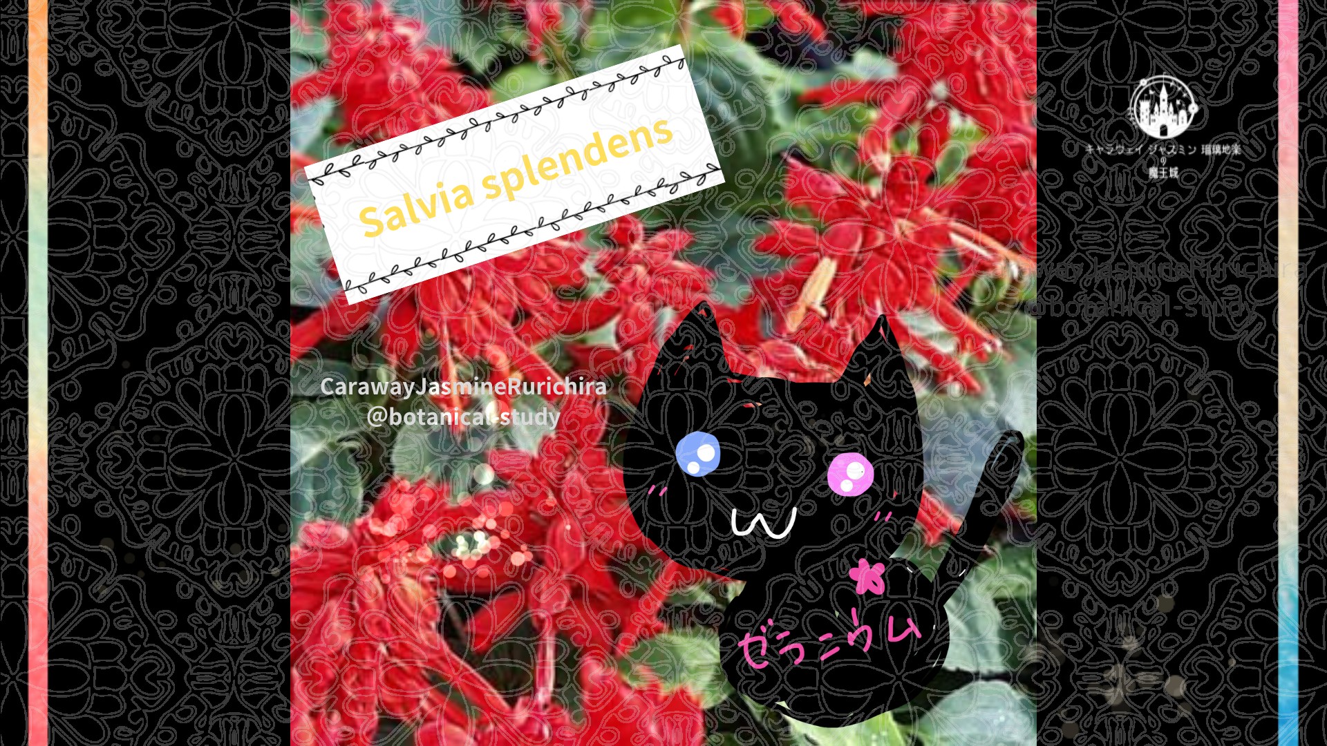 今日の誕生花A　9.19